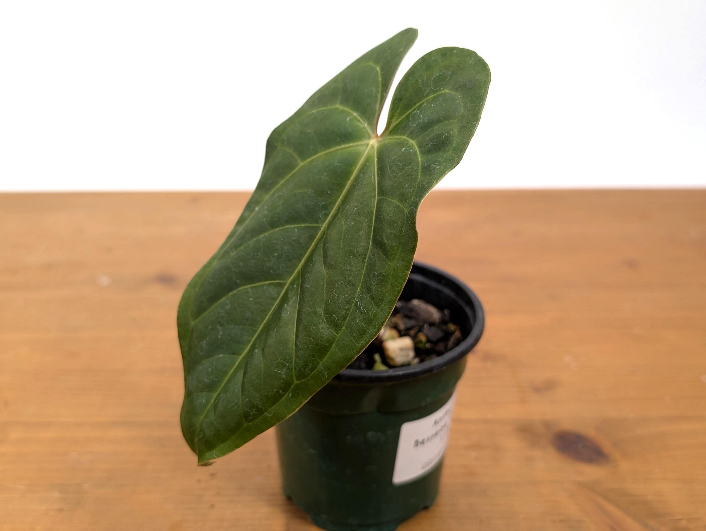 Anthurium Besseae Galaxy