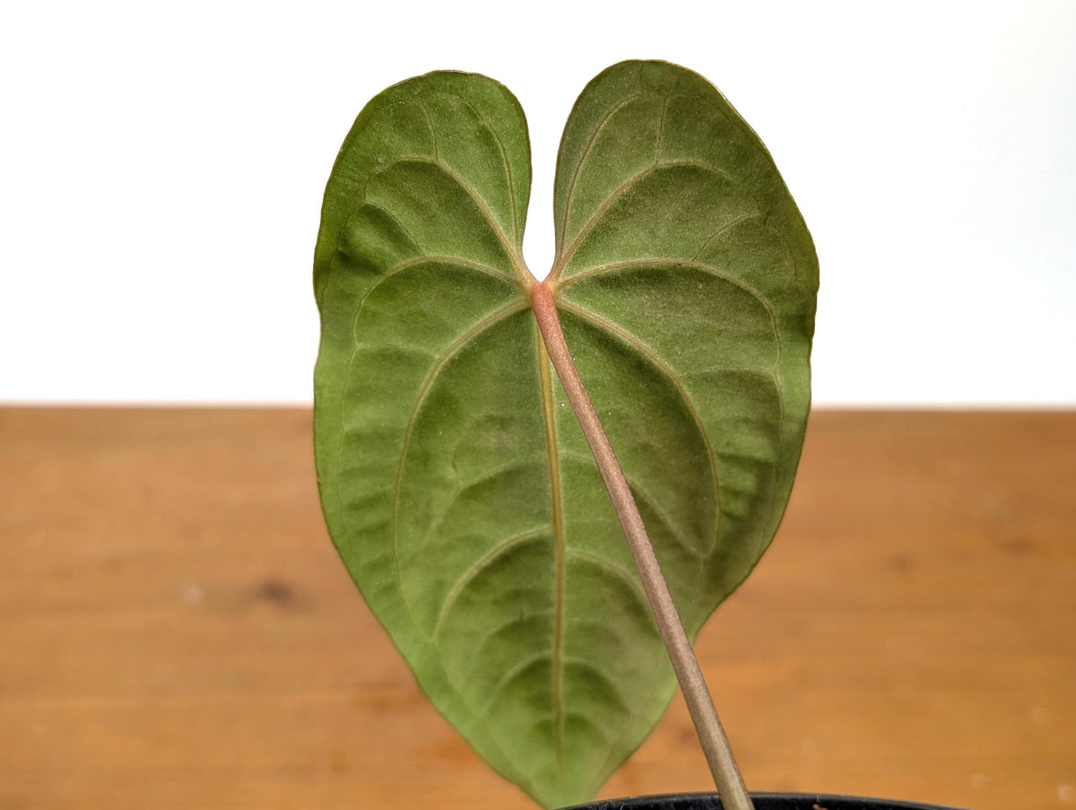 Anthurium Besseae Galaxy