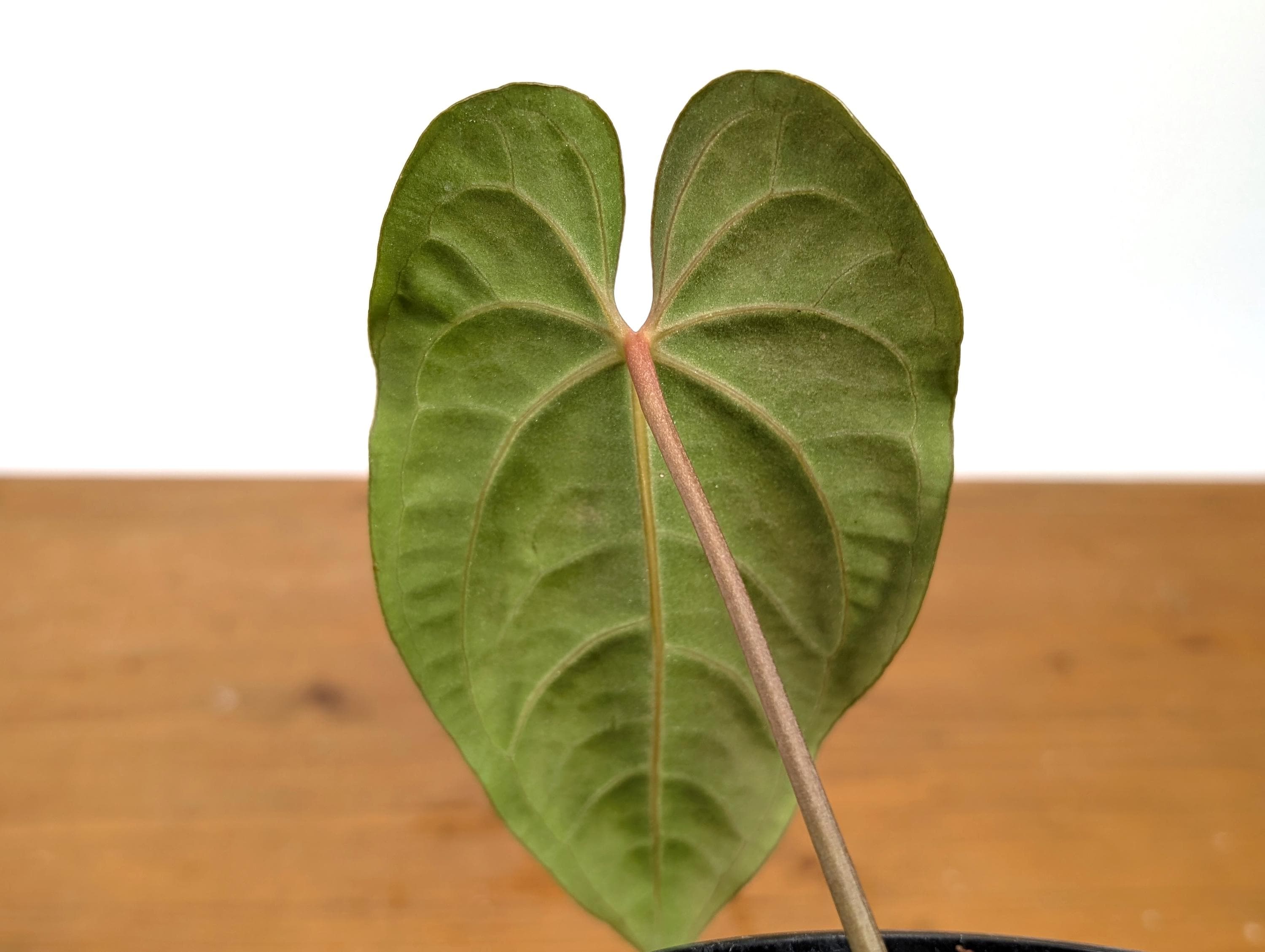 Anthurium Besseae Galaxy