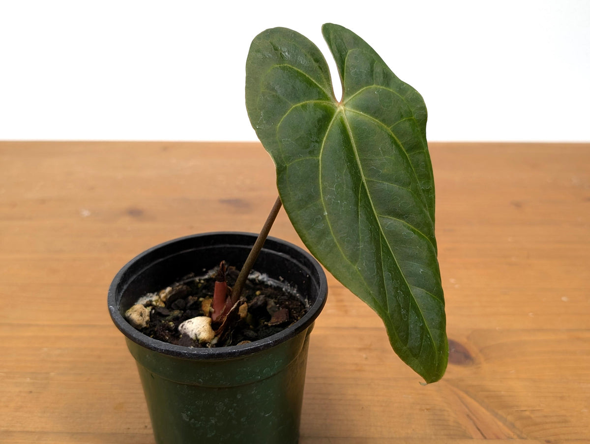 Anthurium Besseae Galaxy