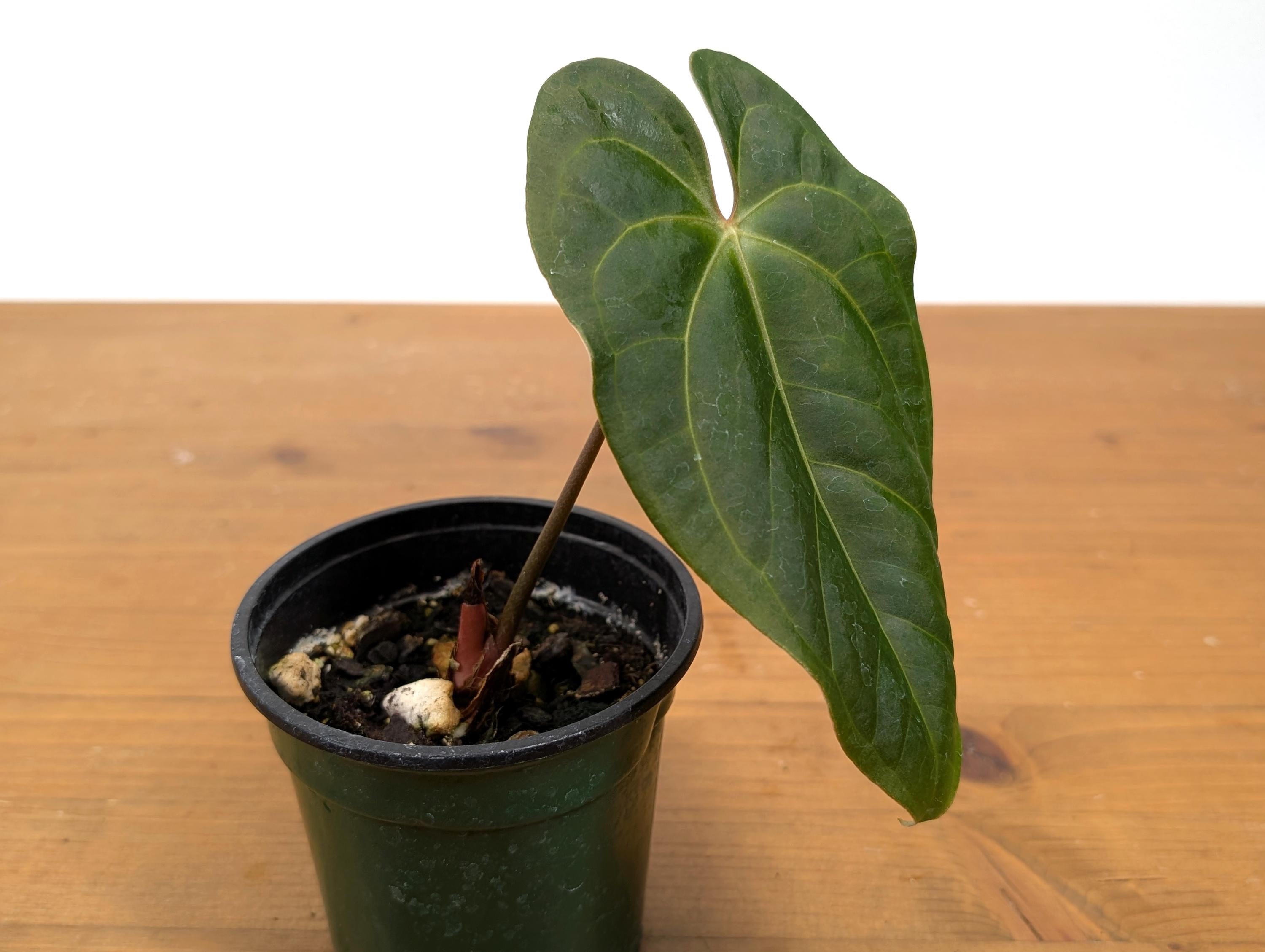 Anthurium Besseae Galaxy