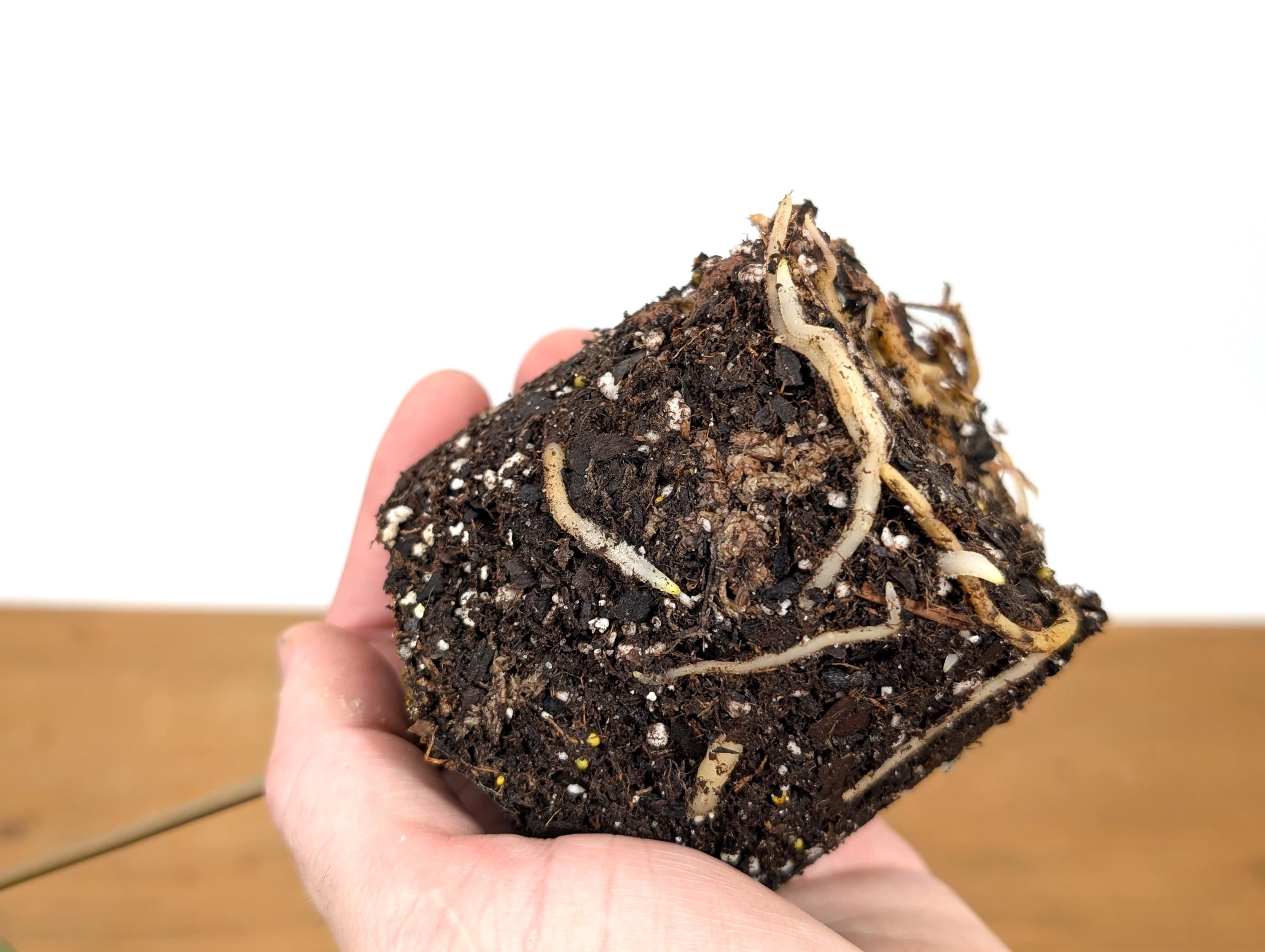 Anthurium Besseae Galaxy