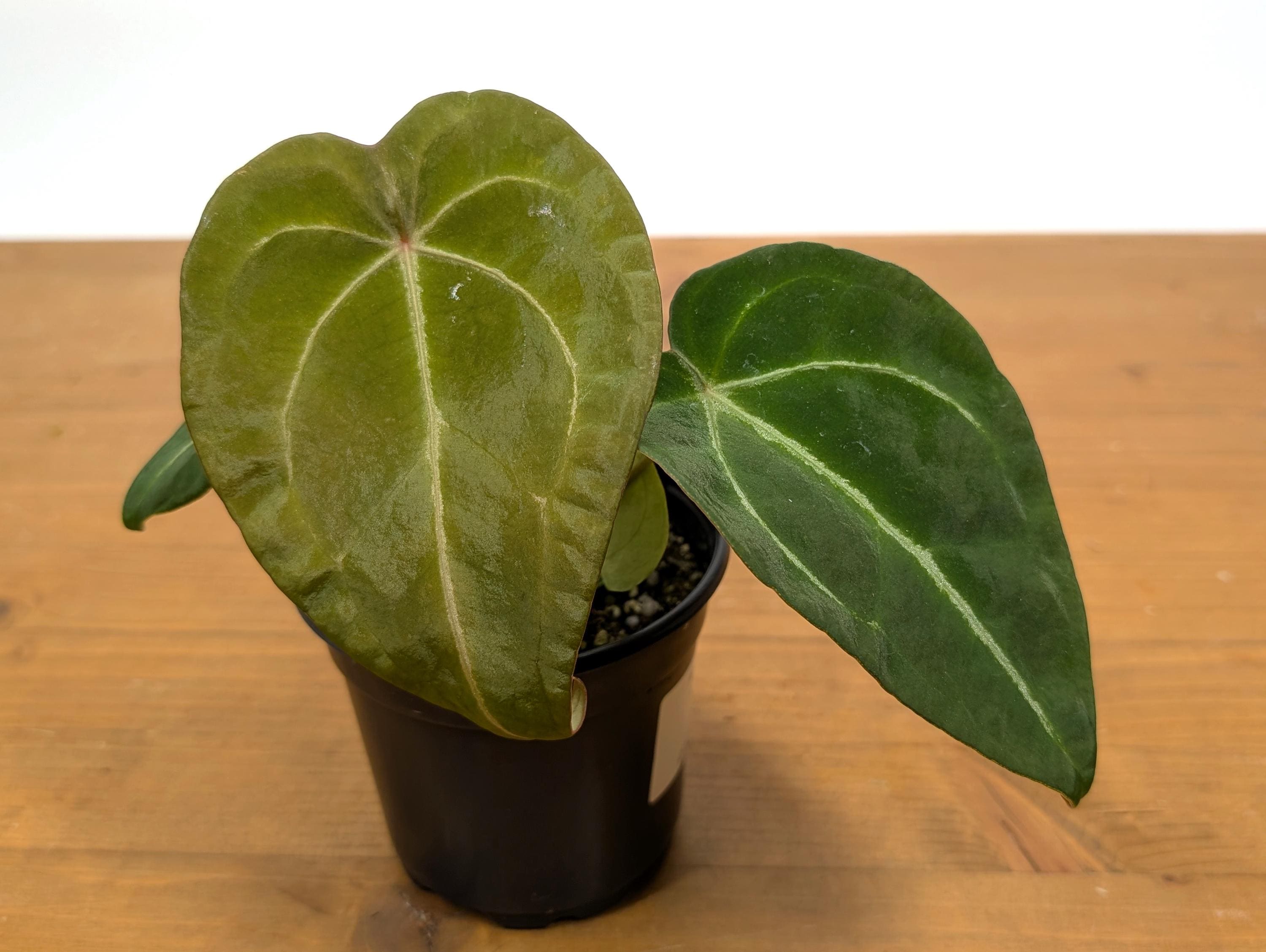 Anthurium Forgetii White Stripes