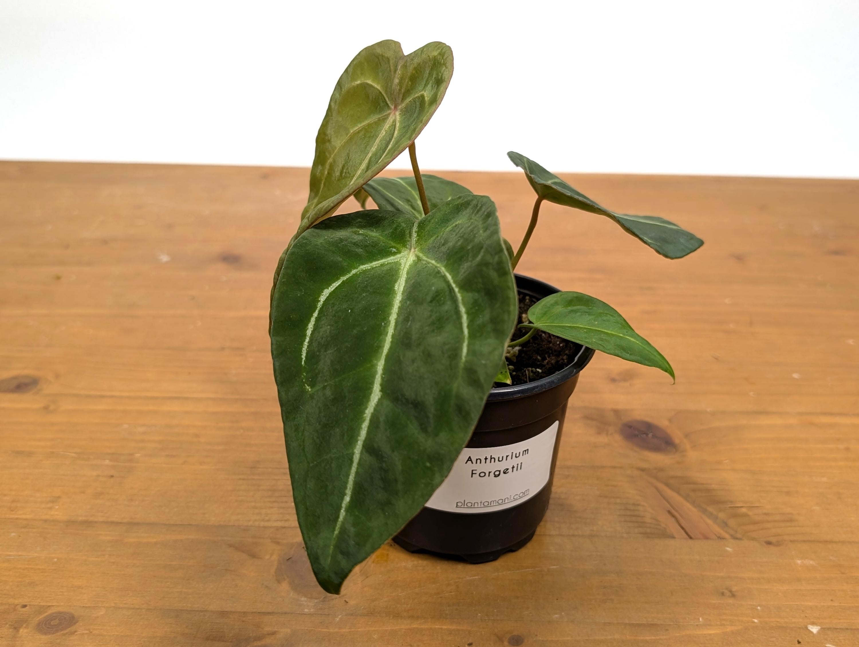 Anthurium Forgetii White Stripes