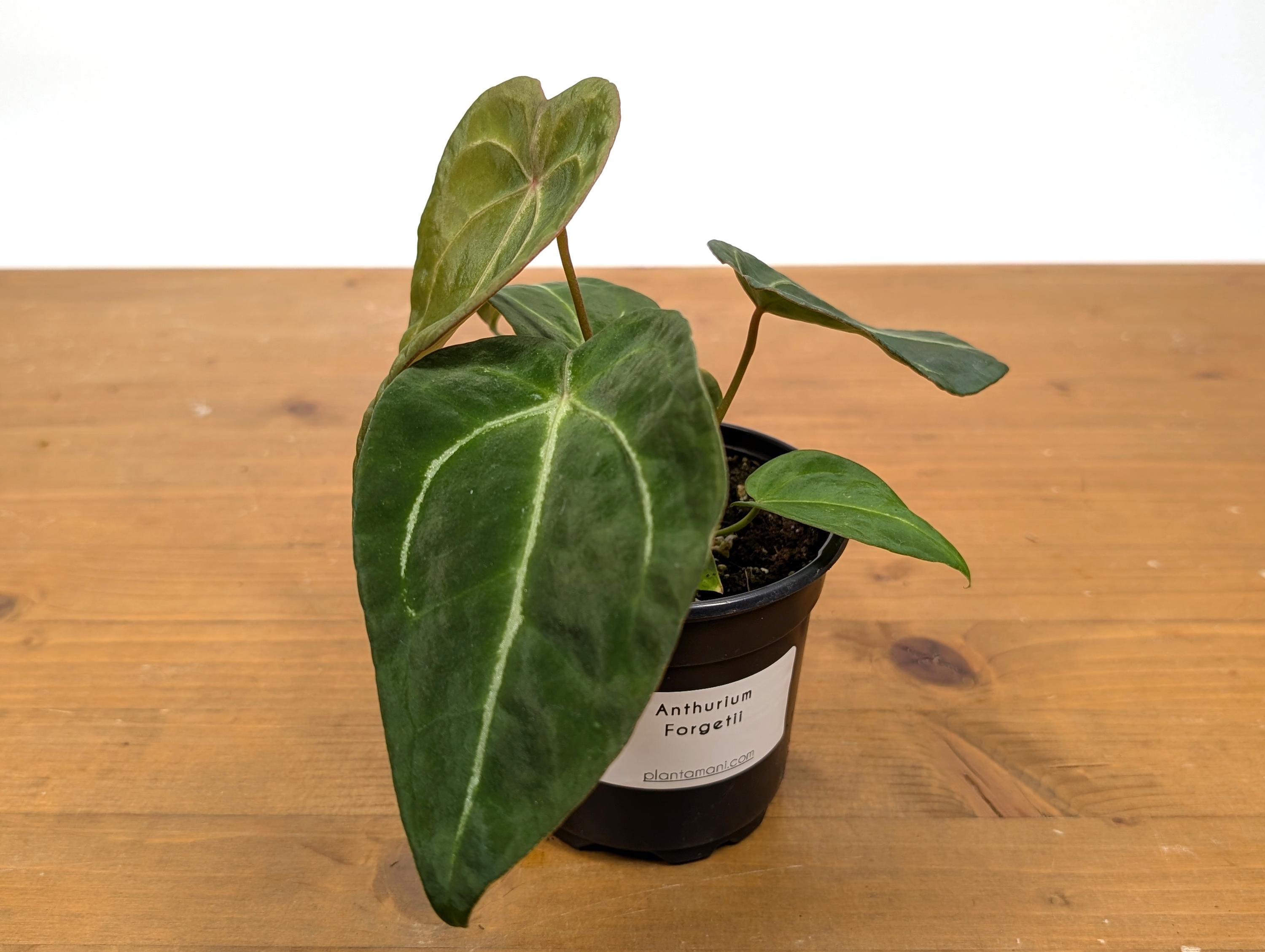 Anthurium Forgetii White Stripes