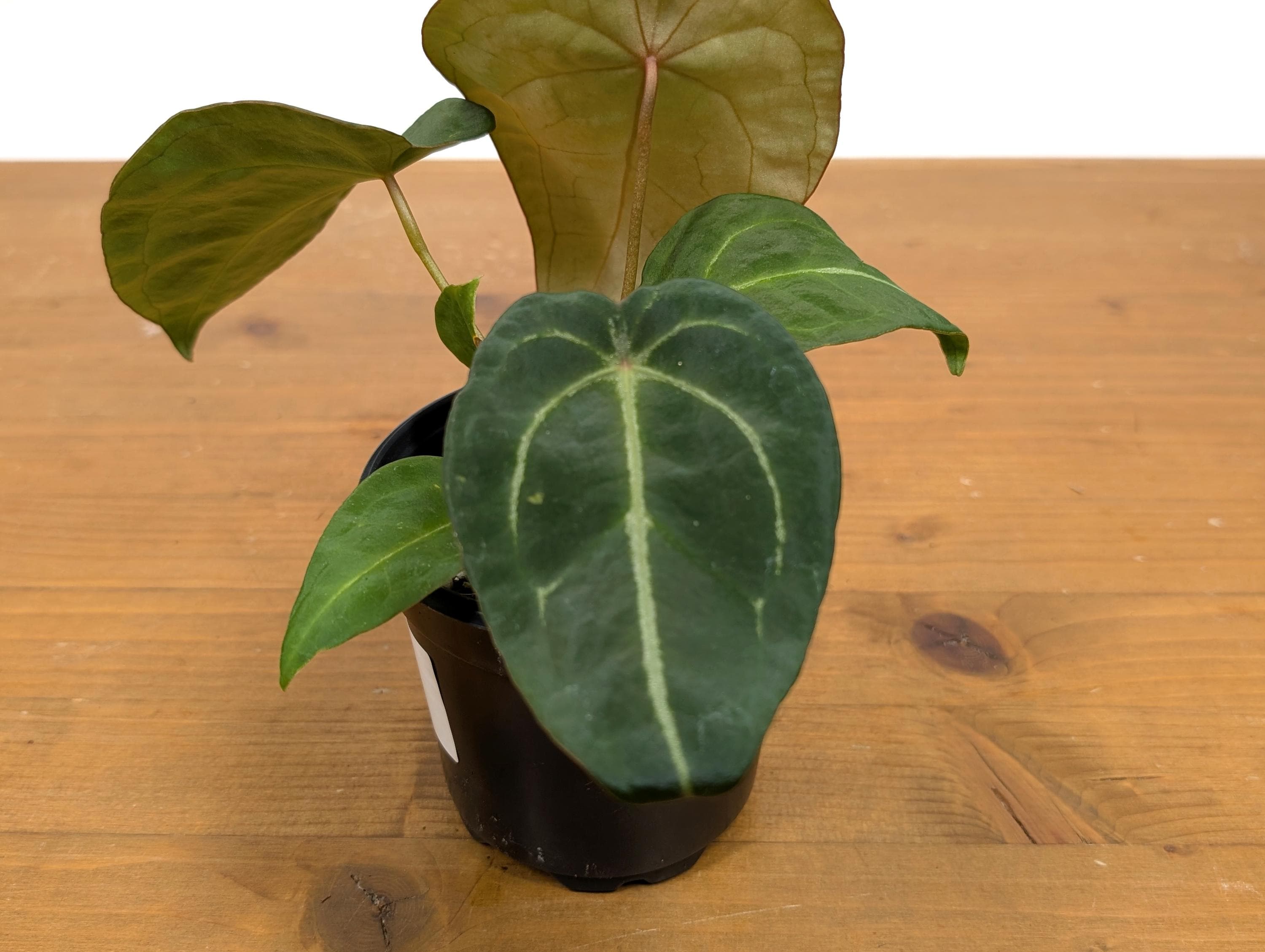 Anthurium Forgetii White Stripes