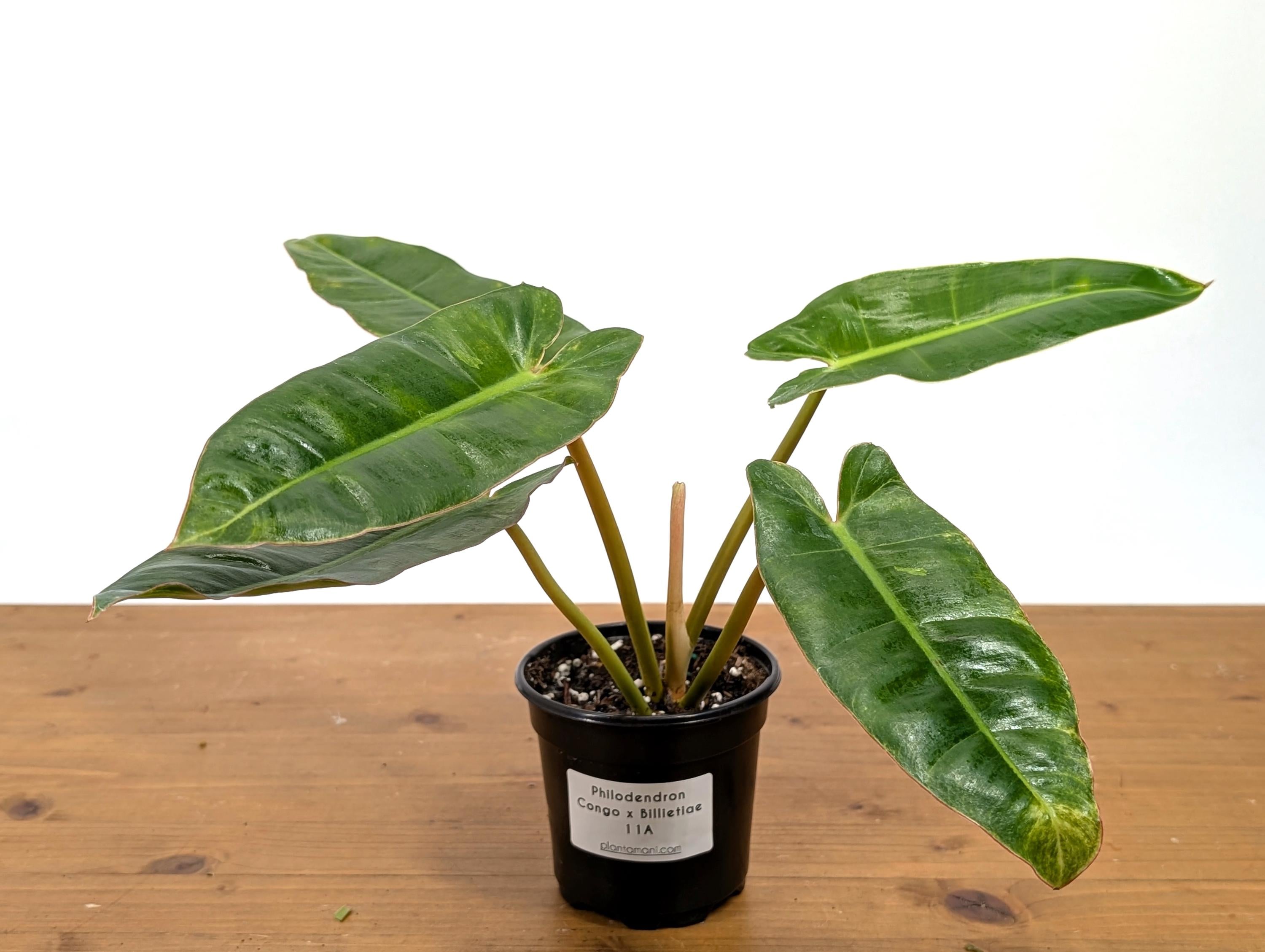 Philodendron Congo x Billietiae