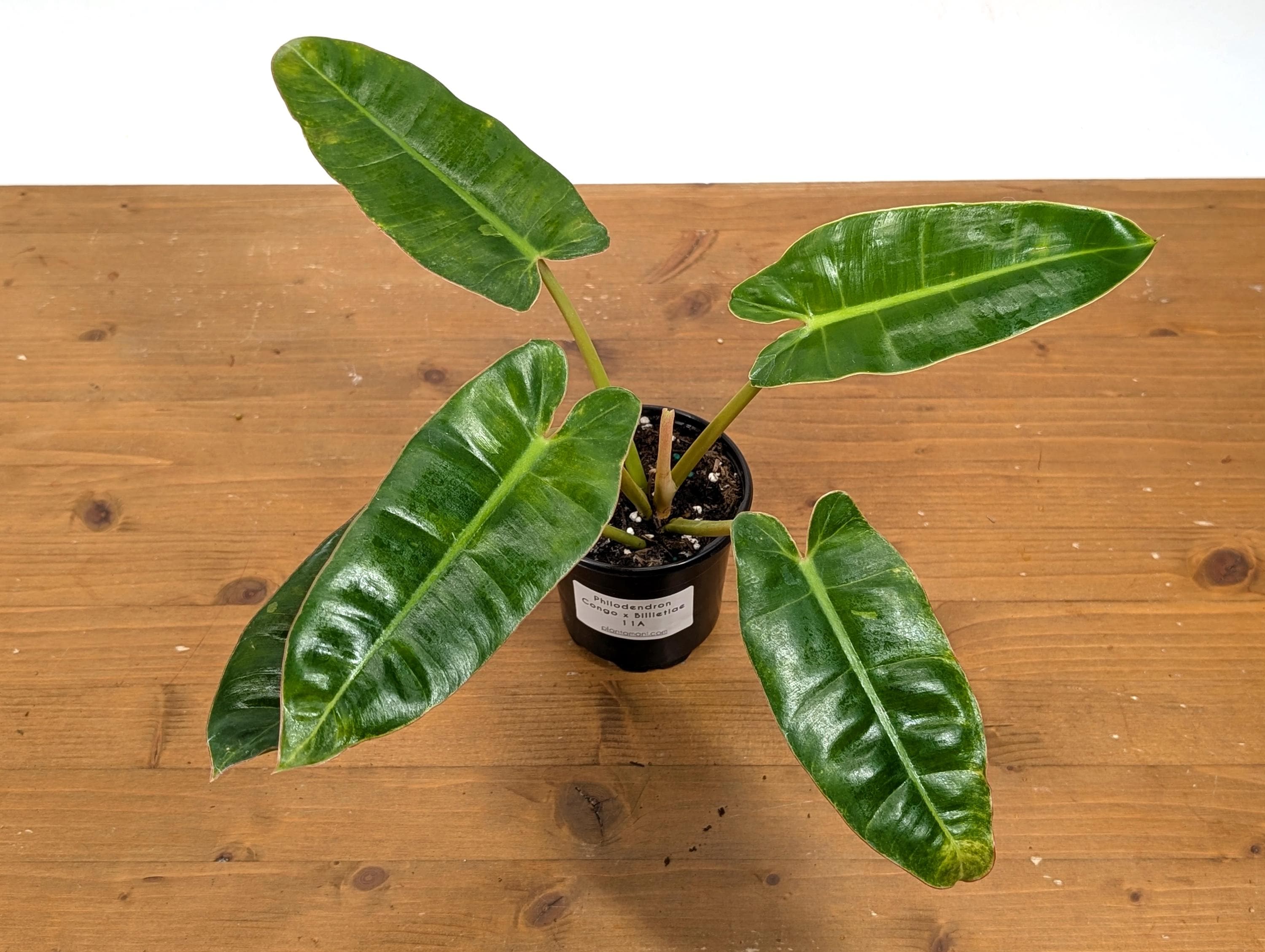 Philodendron Congo x Billietiae