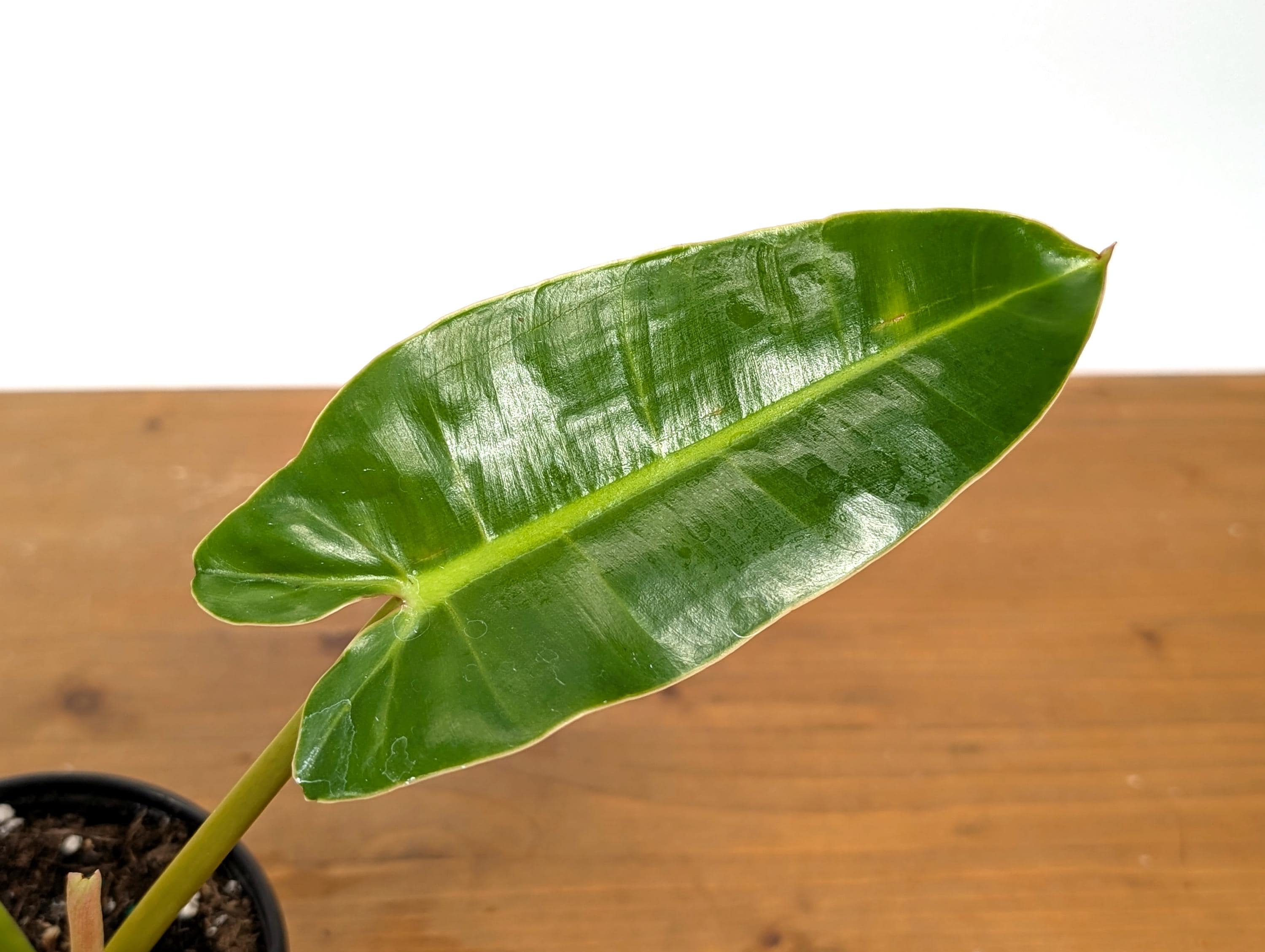 Philodendron Congo x Billietiae
