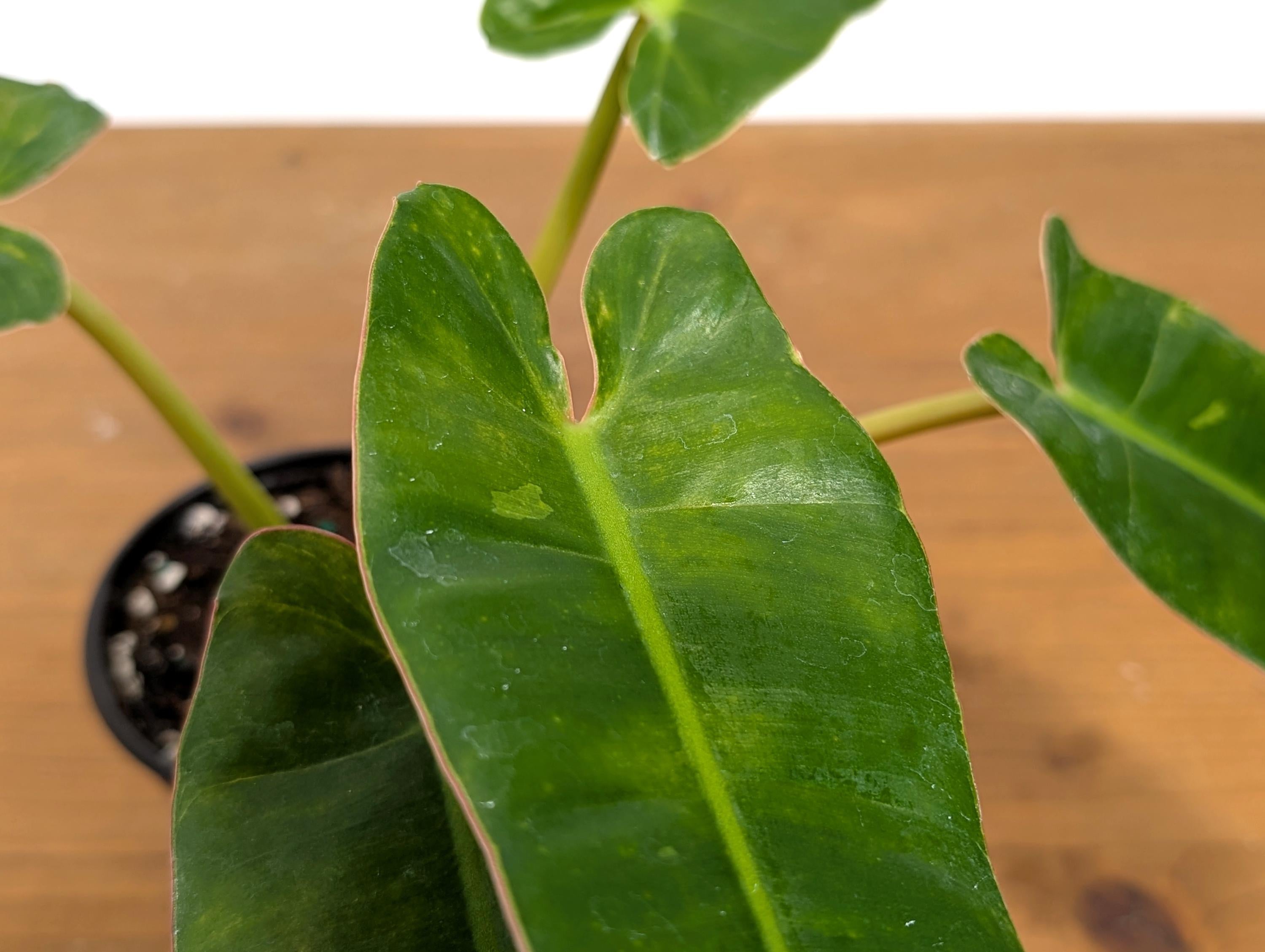 Philodendron Congo x Billietiae