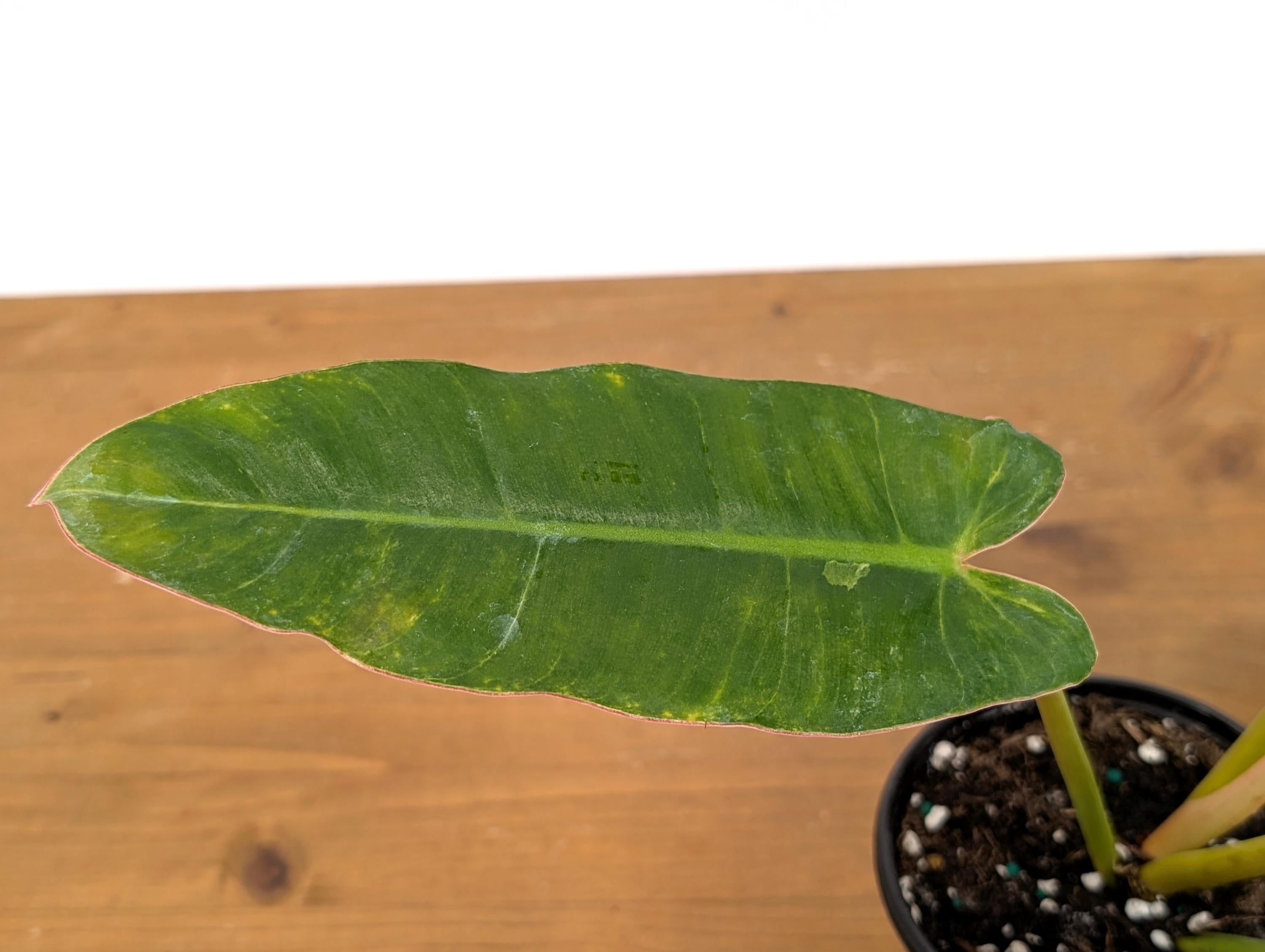 Philodendron Congo x Billietiae