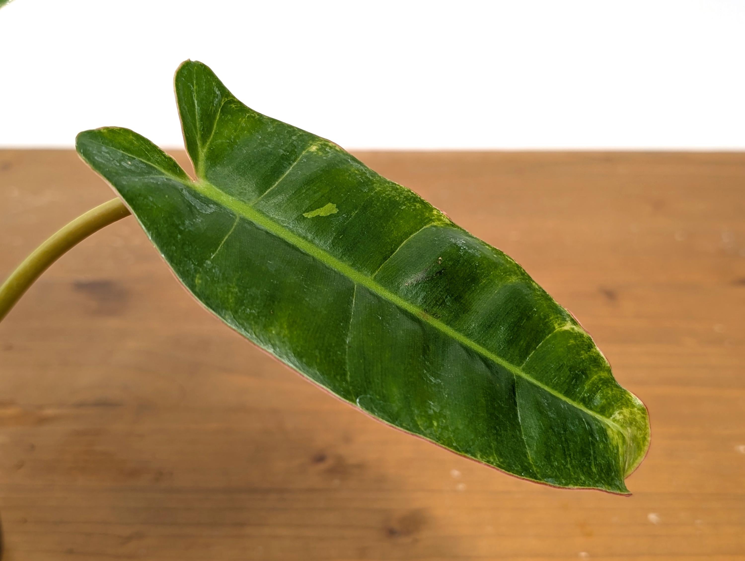 Philodendron Congo x Billietiae