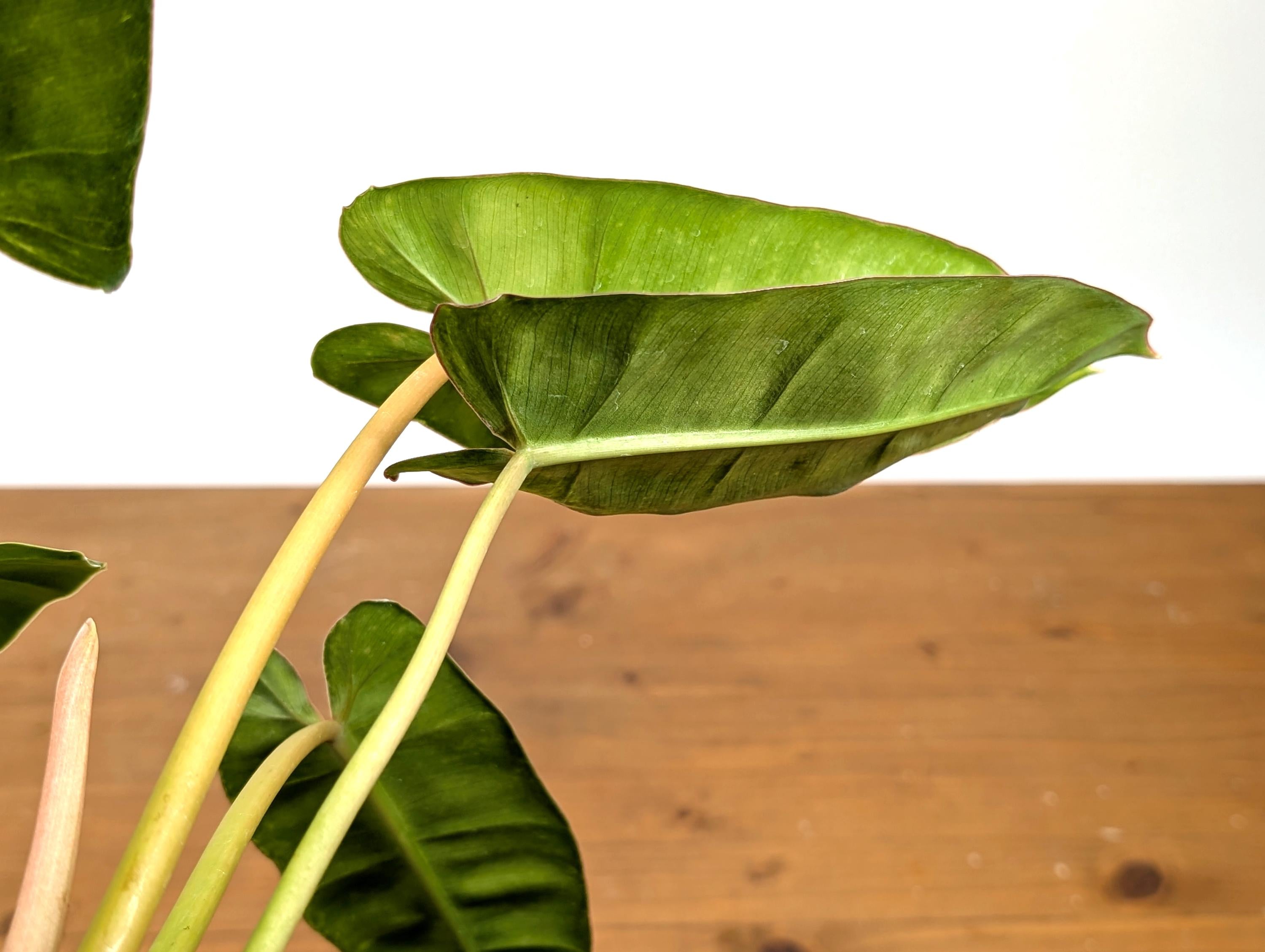 Philodendron Congo x Billietiae