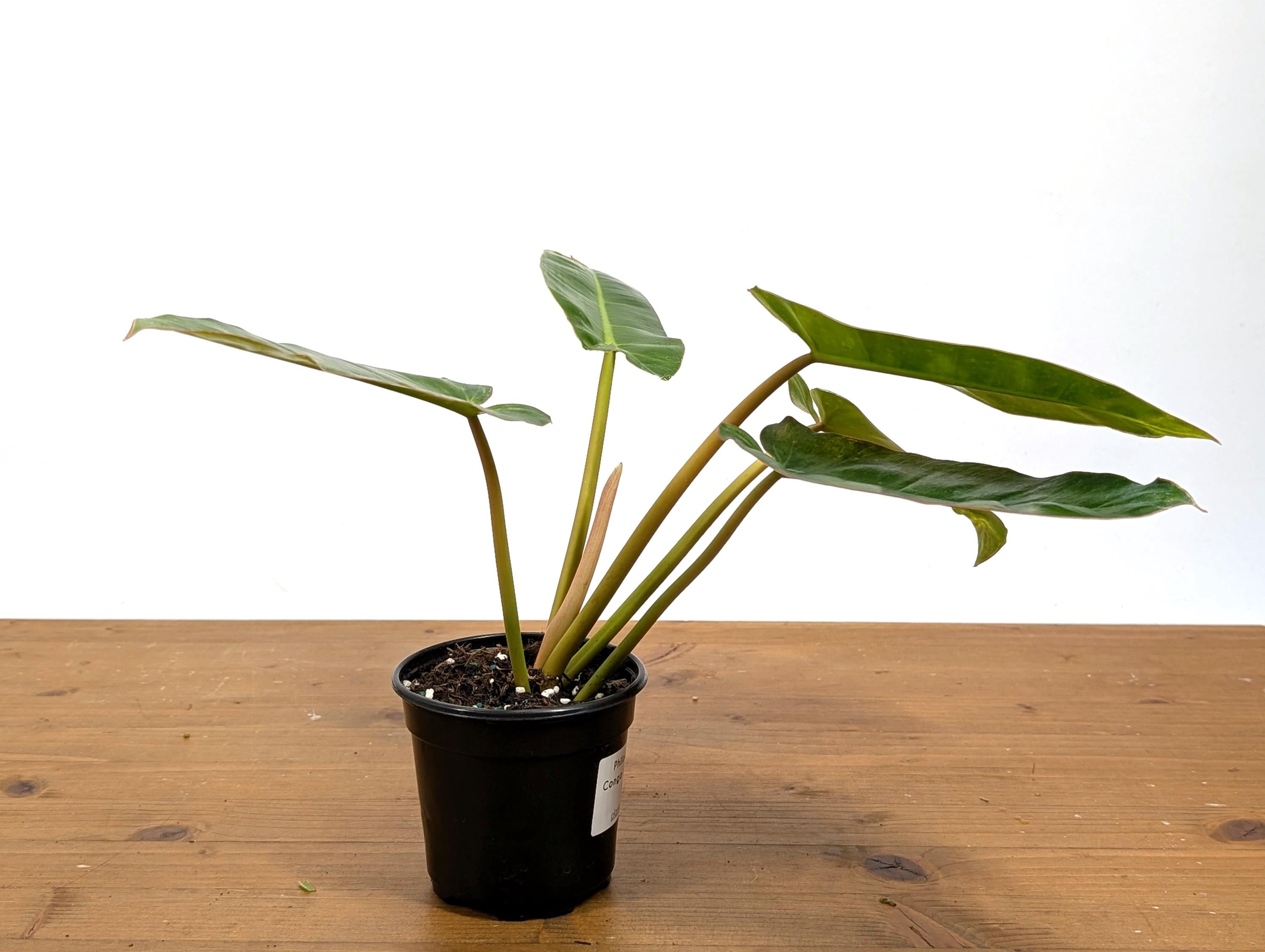 Philodendron Congo x Billietiae