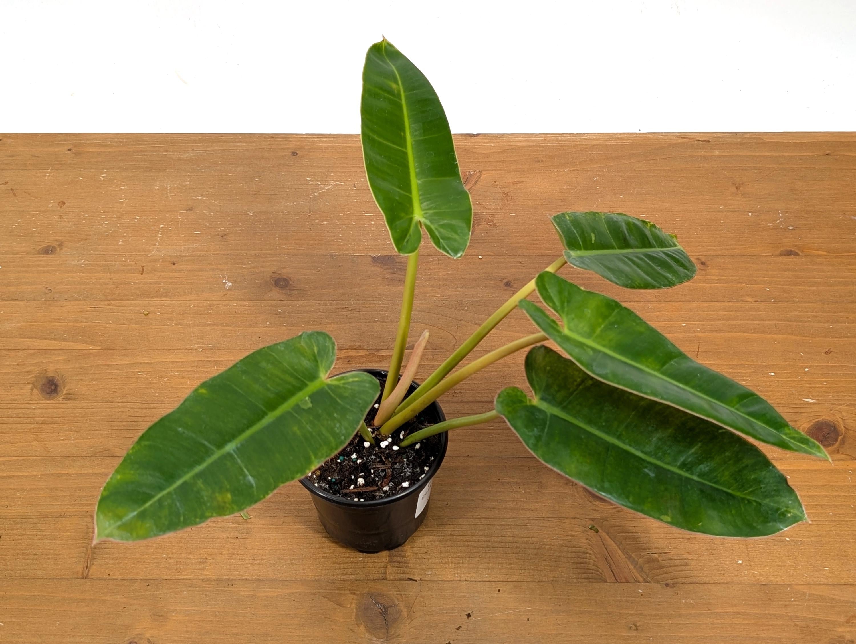 Philodendron Congo x Billietiae