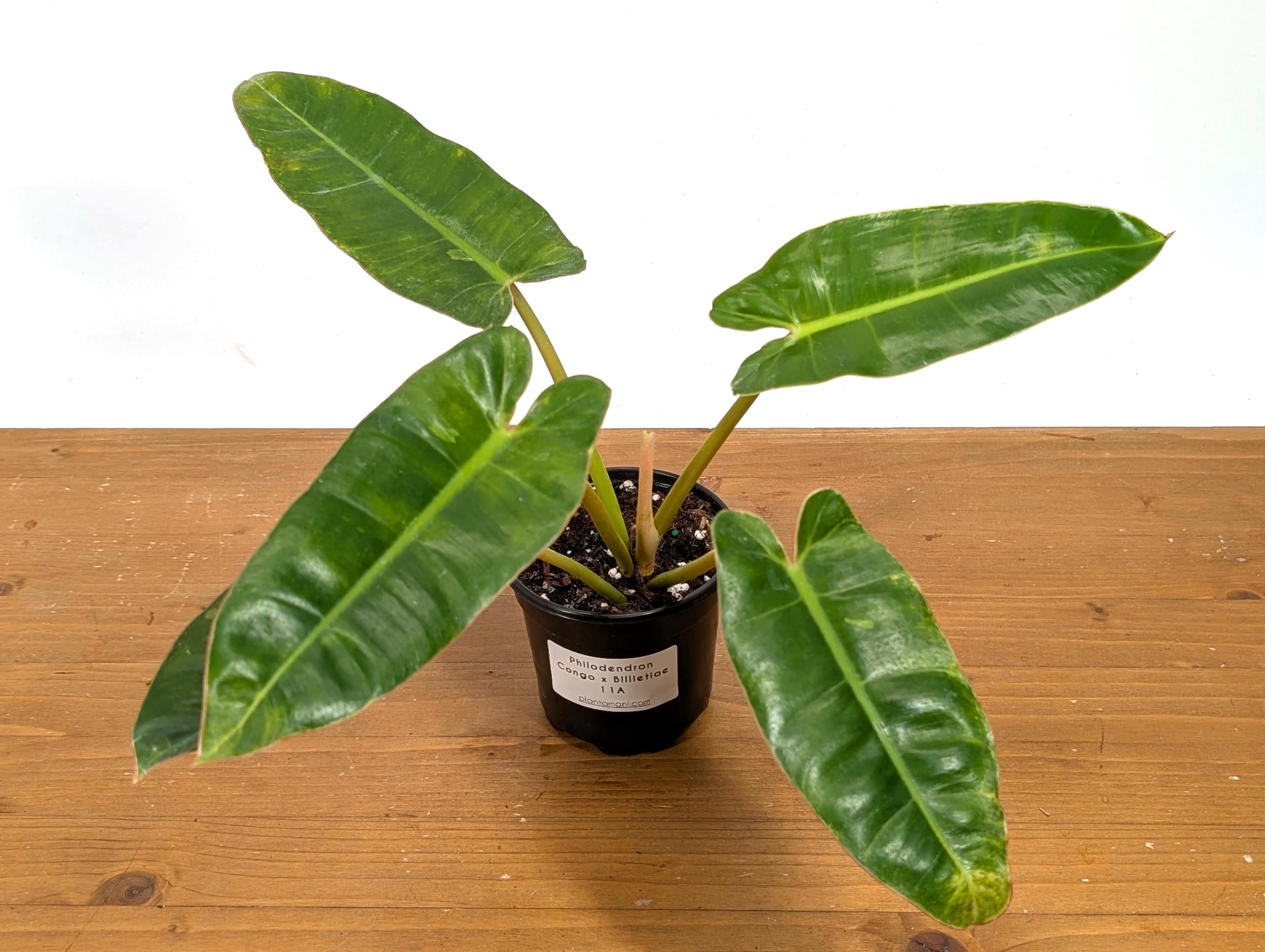 Philodendron Congo x Billietiae
