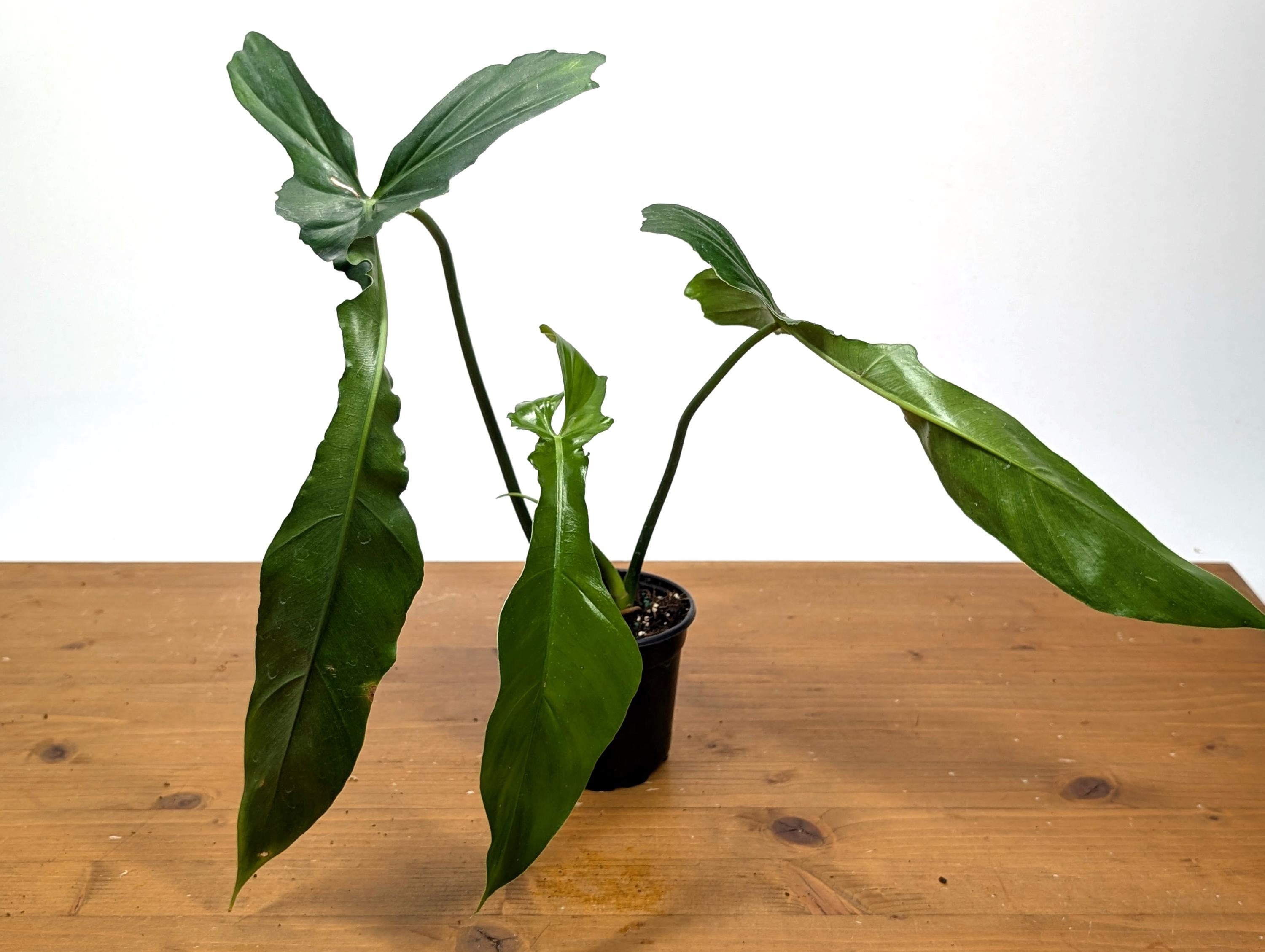 Philodendron Florida Beauty x Bob Cee