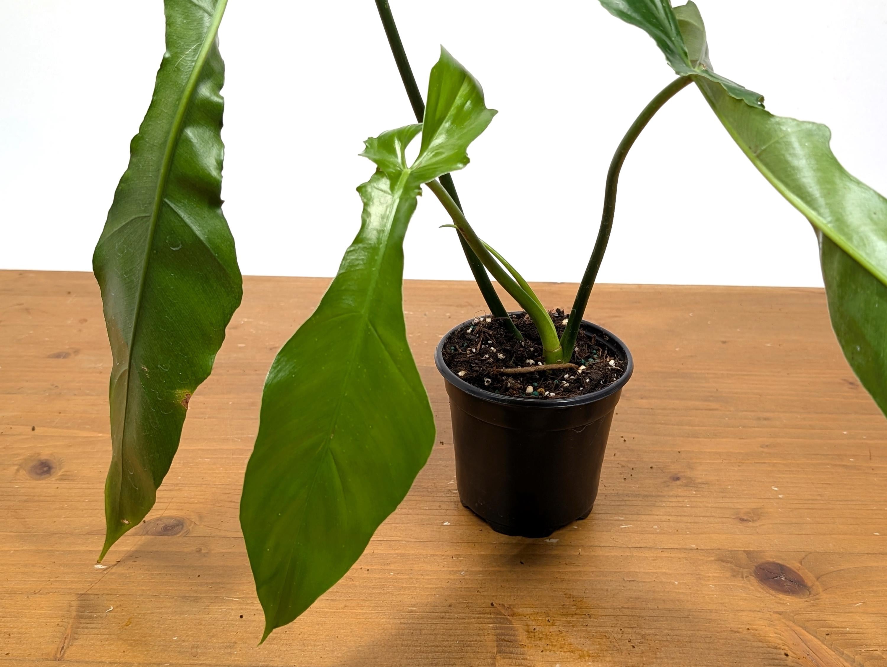 Philodendron Florida Beauty x Bob Cee