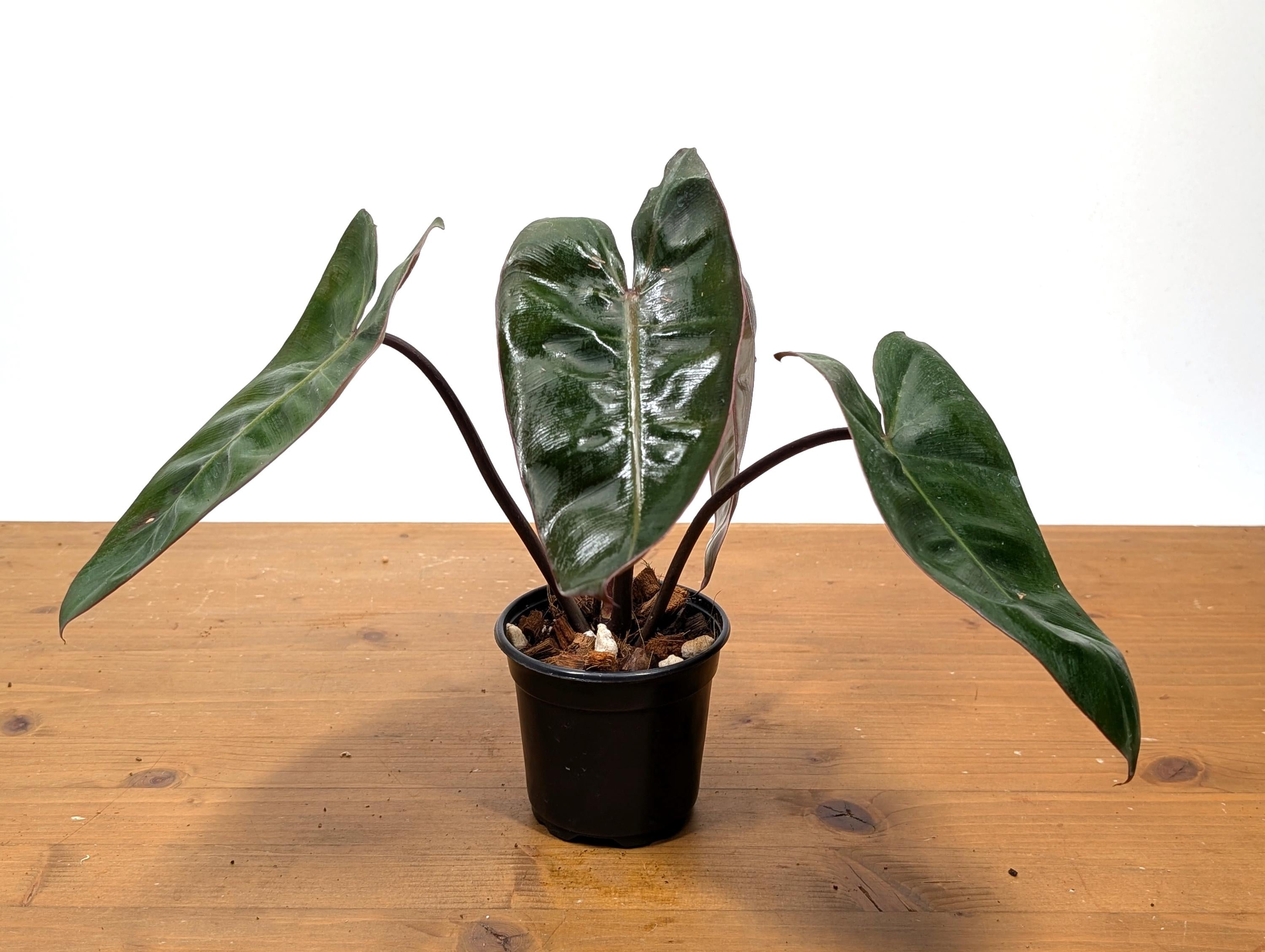 Philodendron Pink Princess x Billietiae