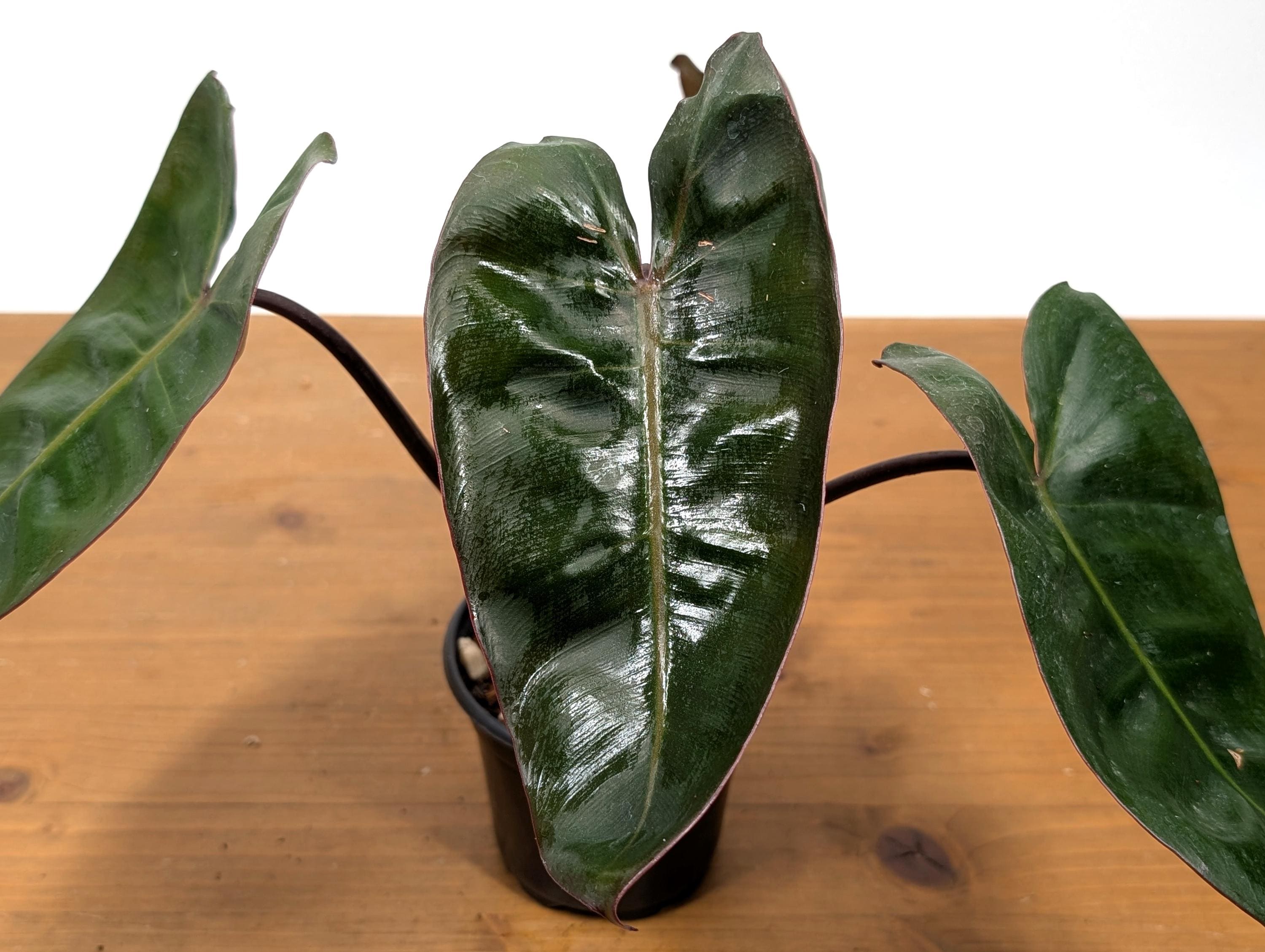 Philodendron Pink Princess x Billietiae