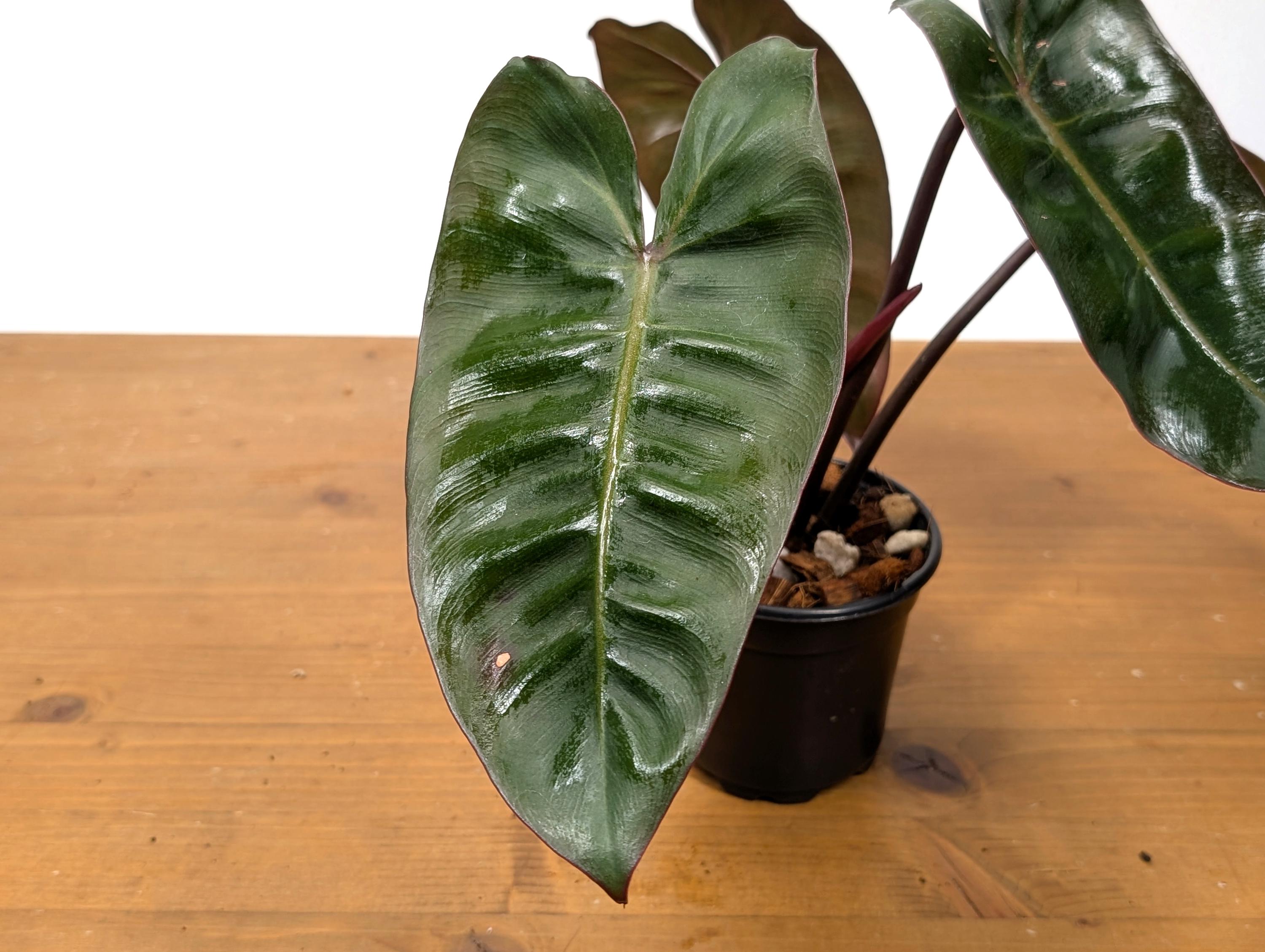 Philodendron Pink Princess x Billietiae