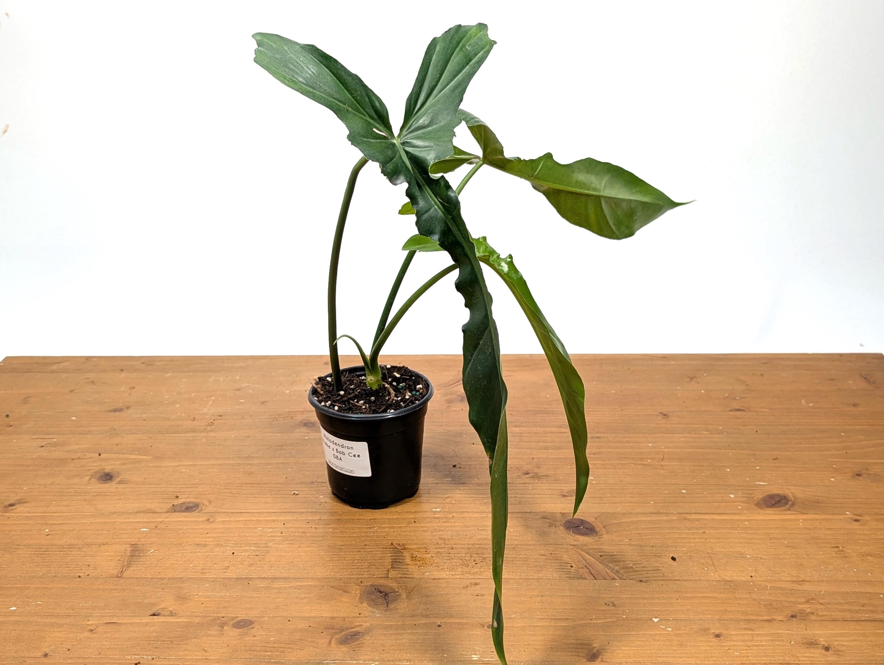 Philodendron Florida Beauty x Bob Cee