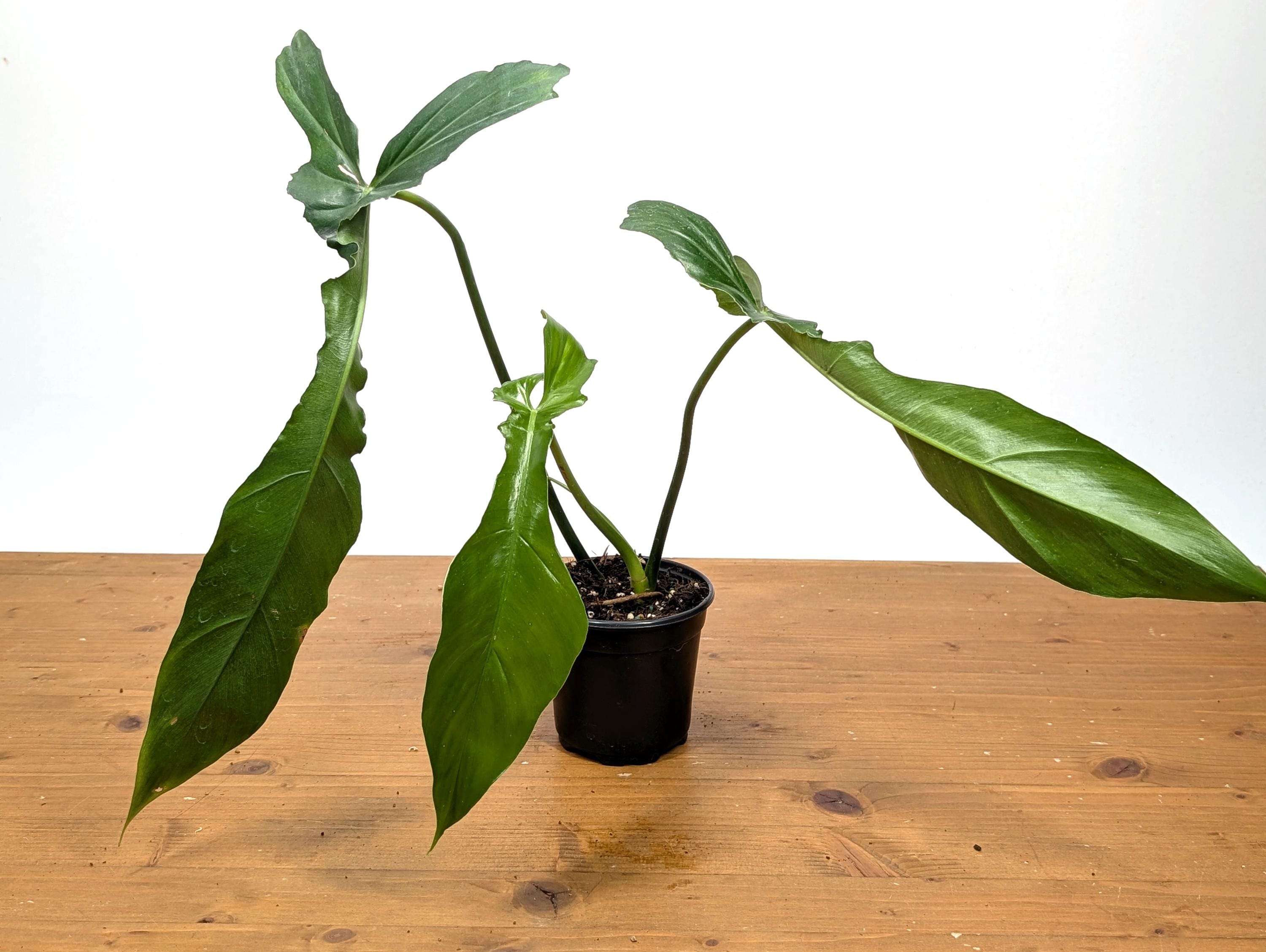 Philodendron Florida Beauty x Bob Cee