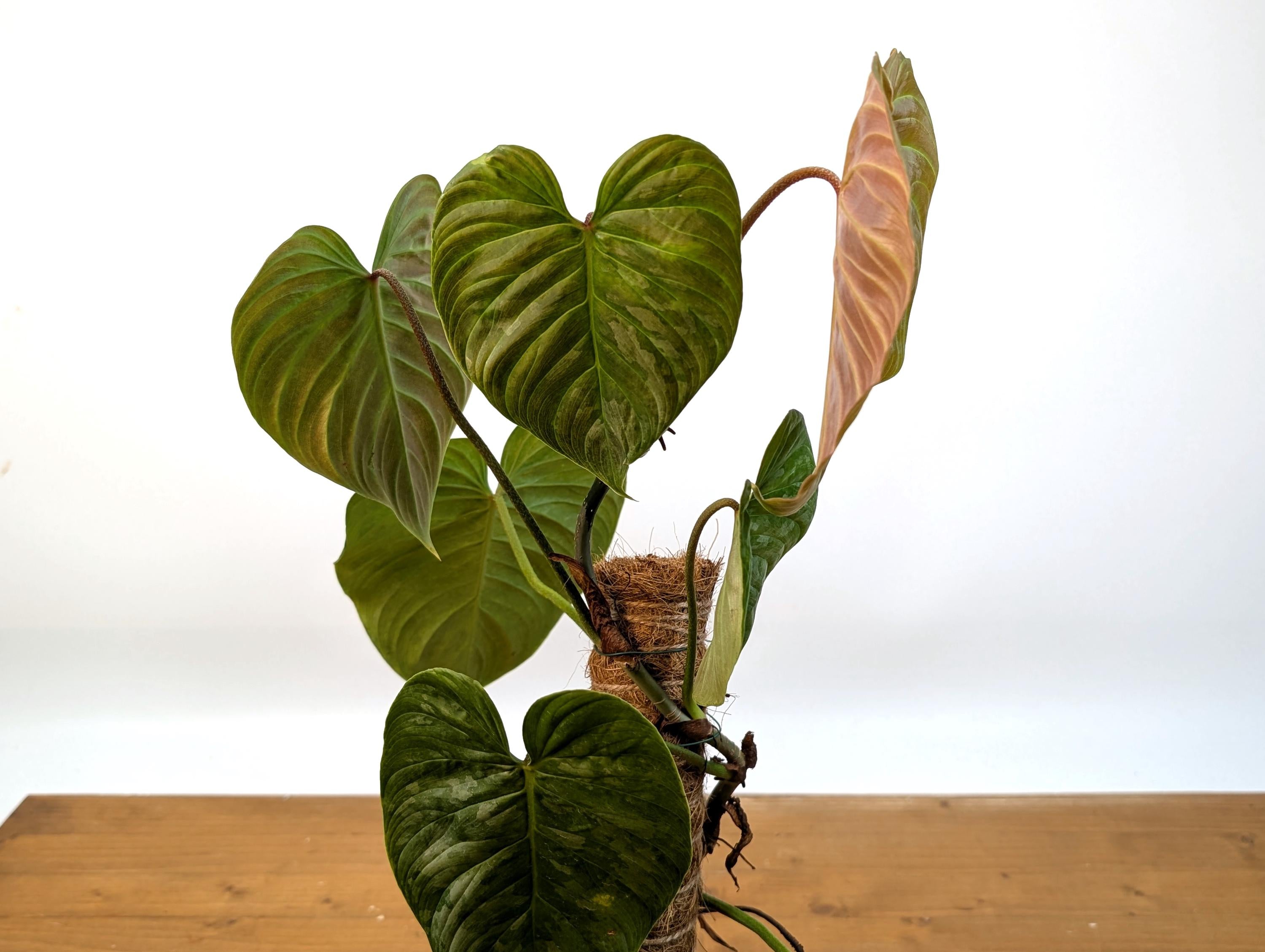 Philodendron Majestic