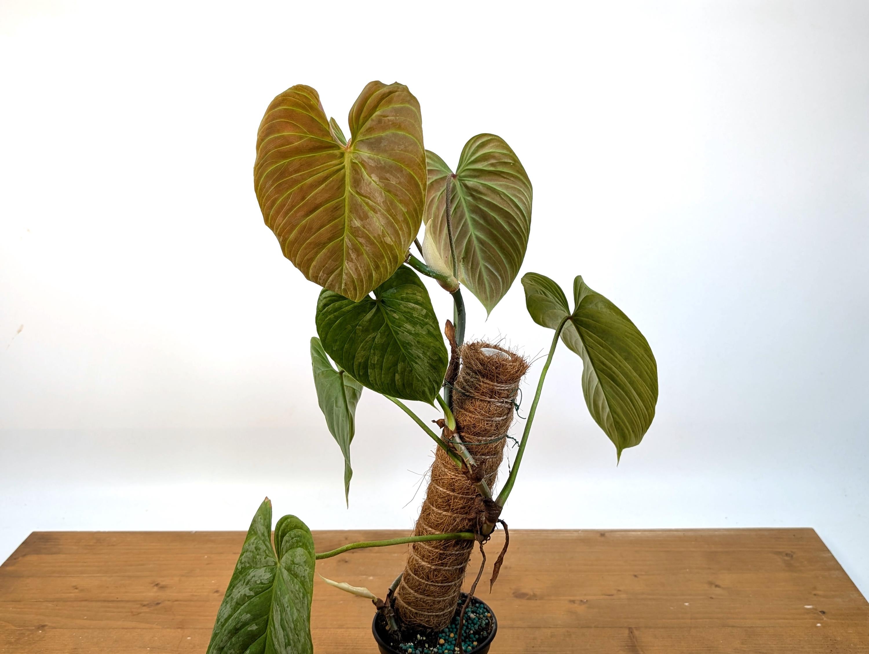 Philodendron Majestic
