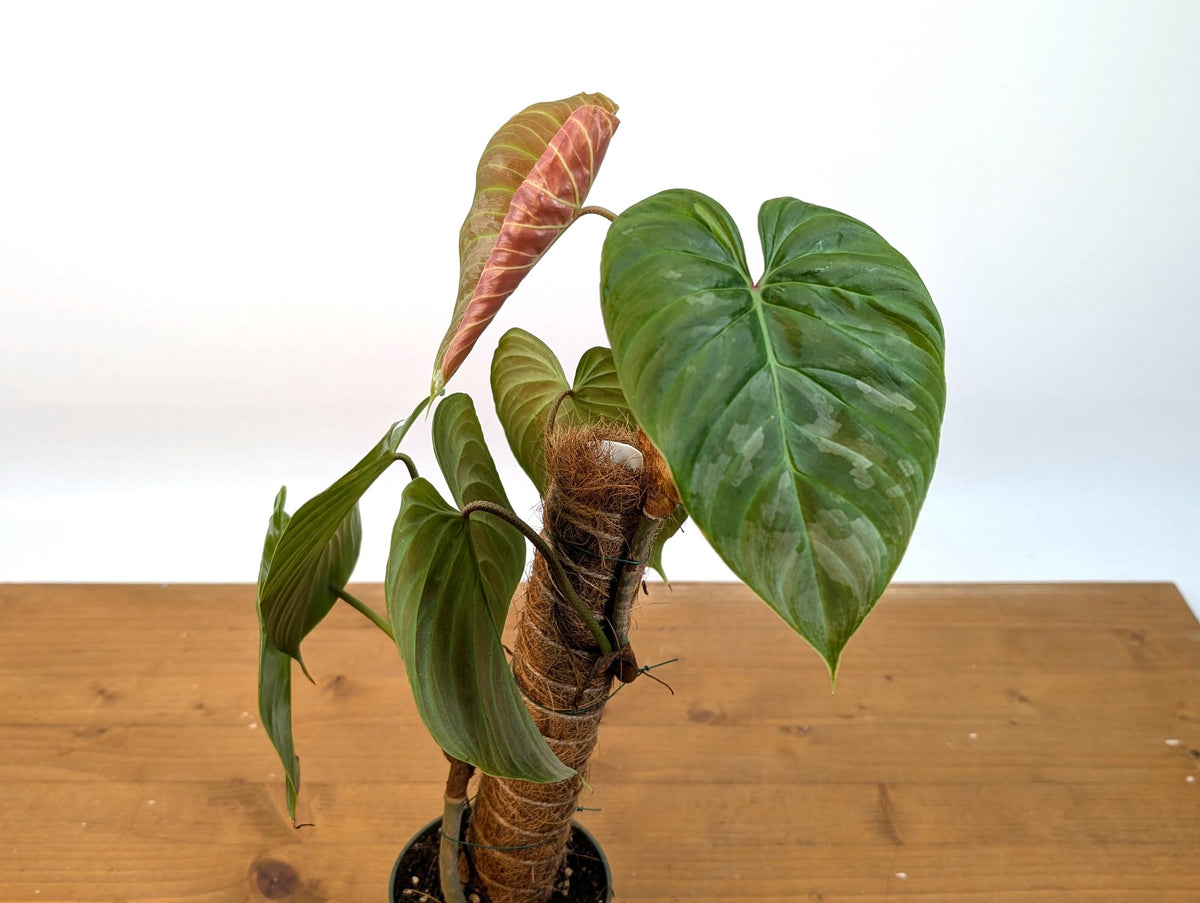 Philodendron Majestic