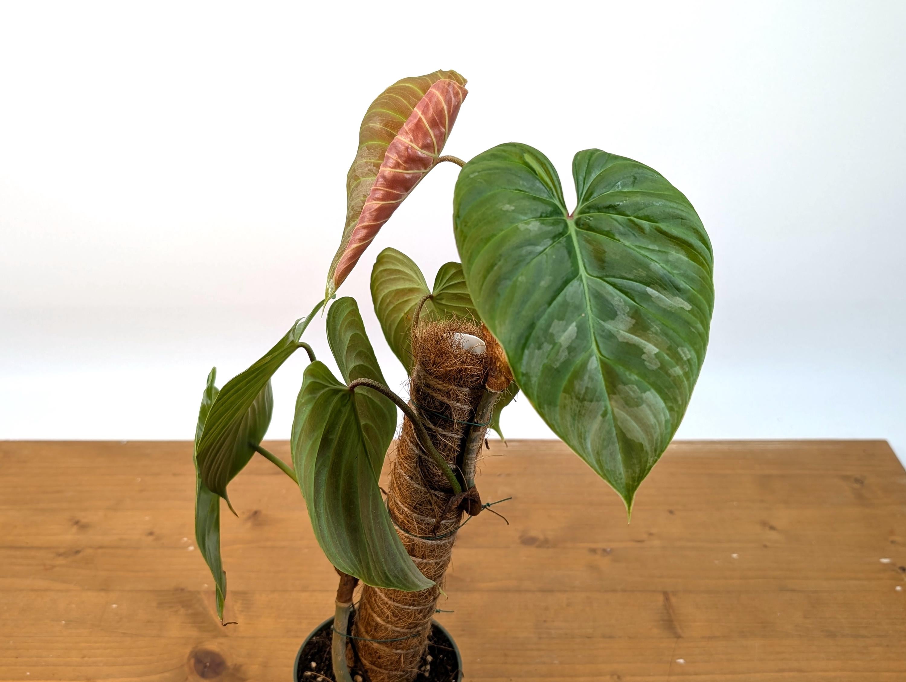 Philodendron Majestic