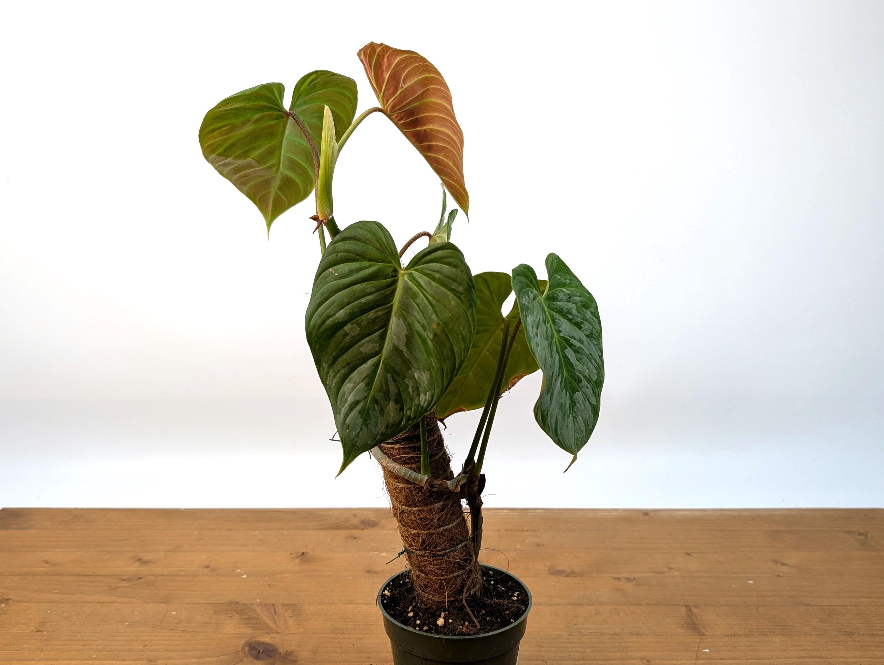 Philodendron Majestic