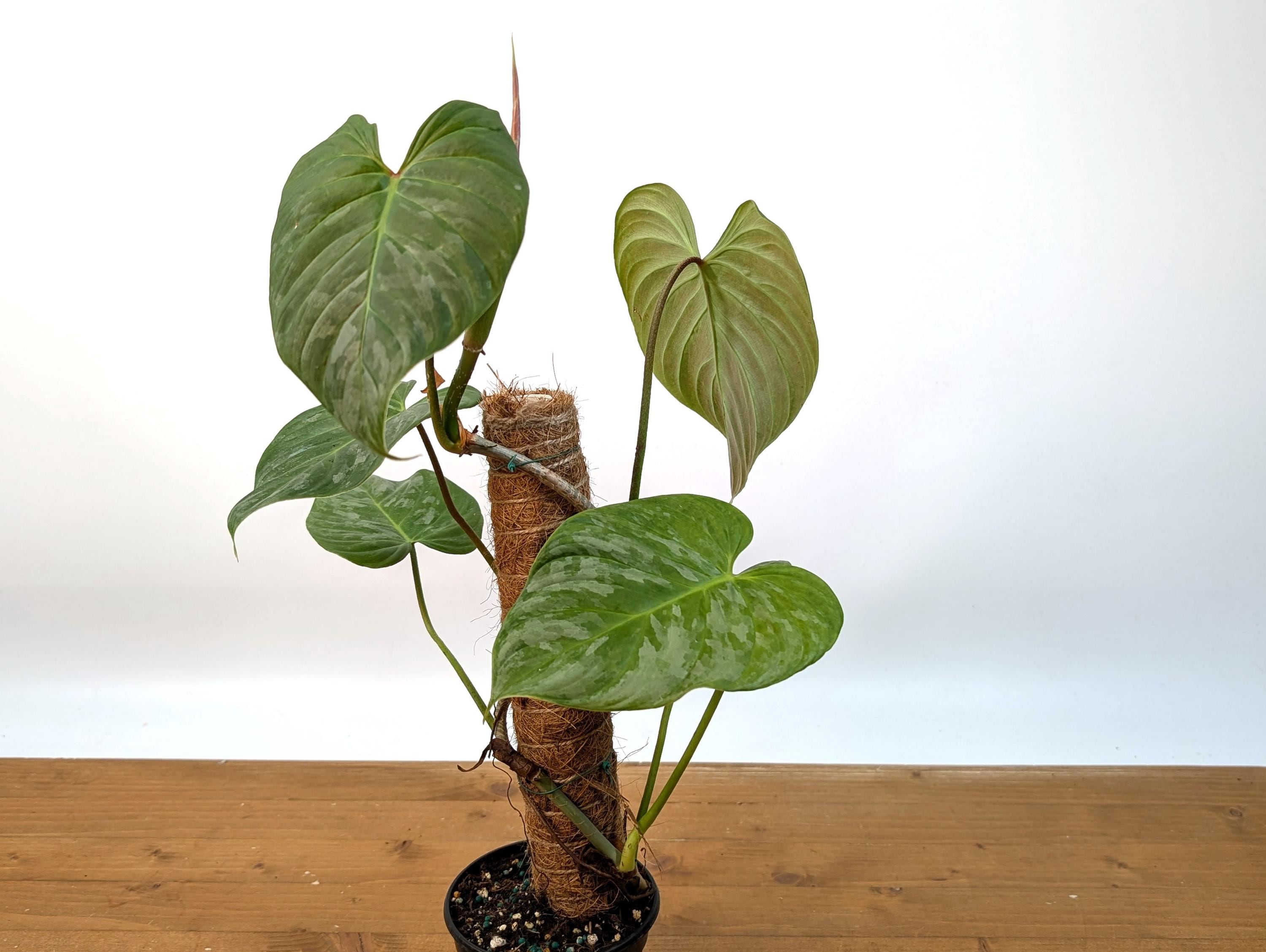 Philodendron Majestic