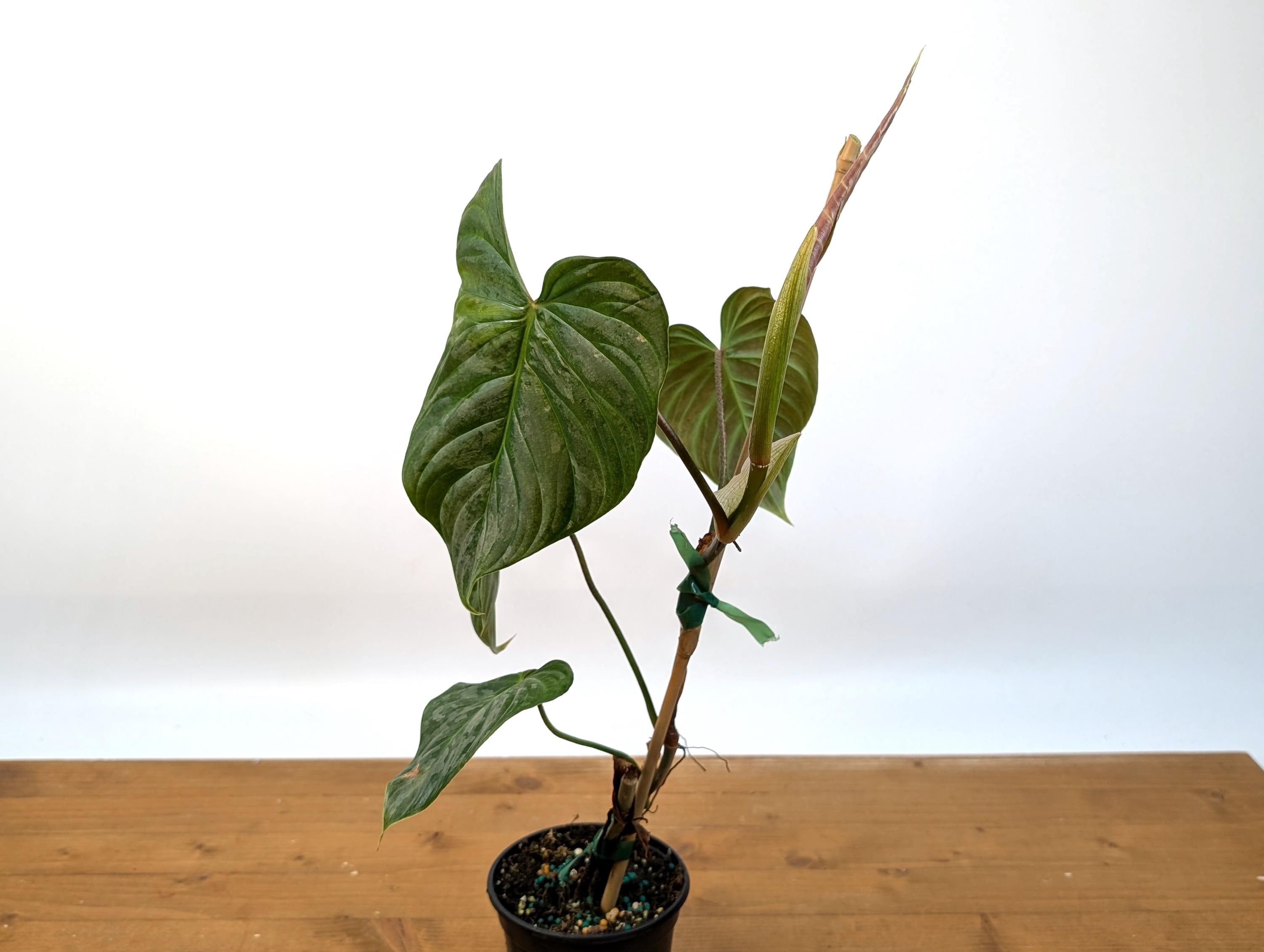 Philodendron Majestic