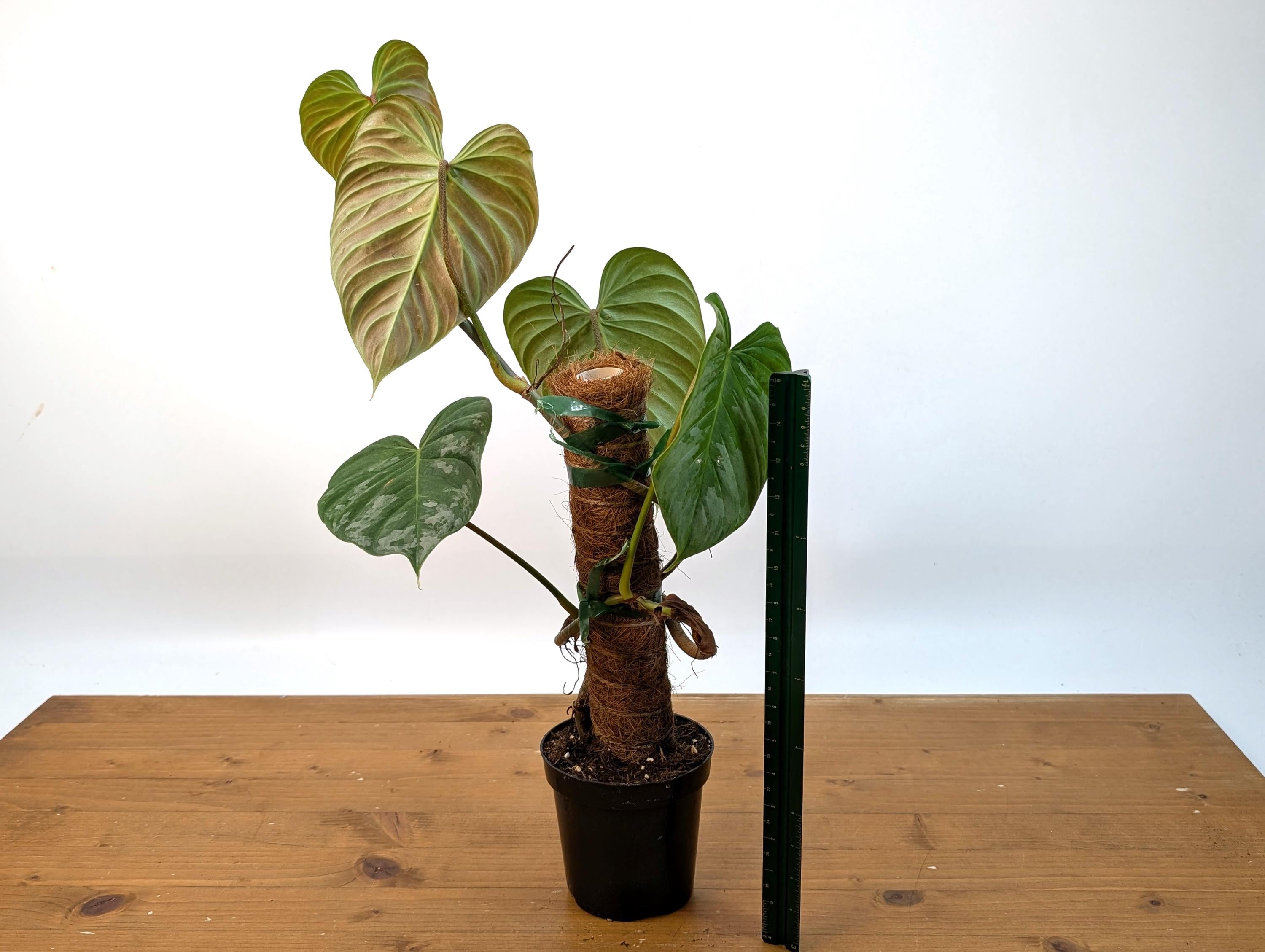 Philodendron Majestic