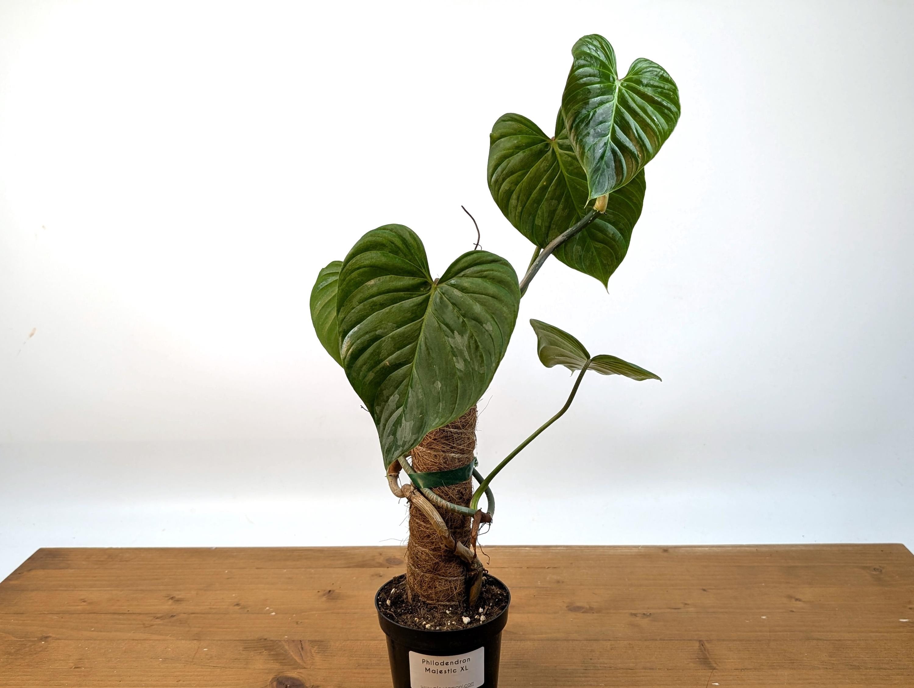 Philodendron Majestic