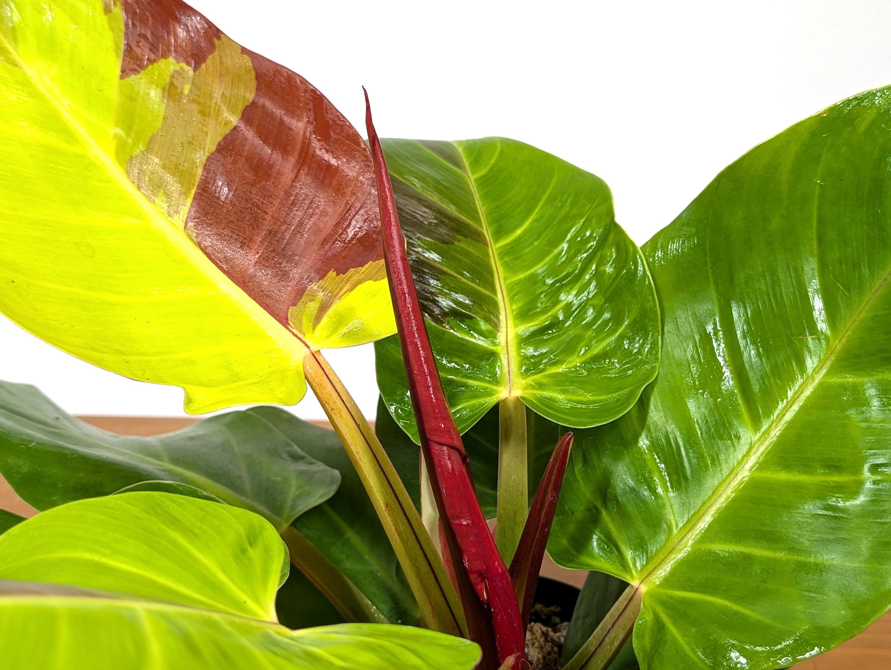 Philodendron Yellow Flame Variegated