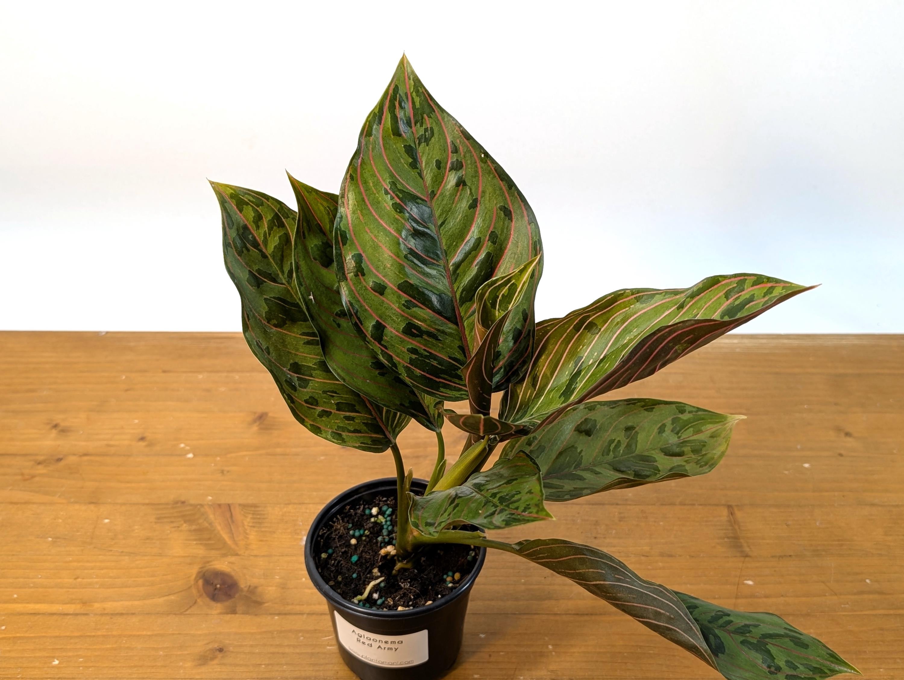 Aglaonema Red Army (Rotundum x Tricolor)