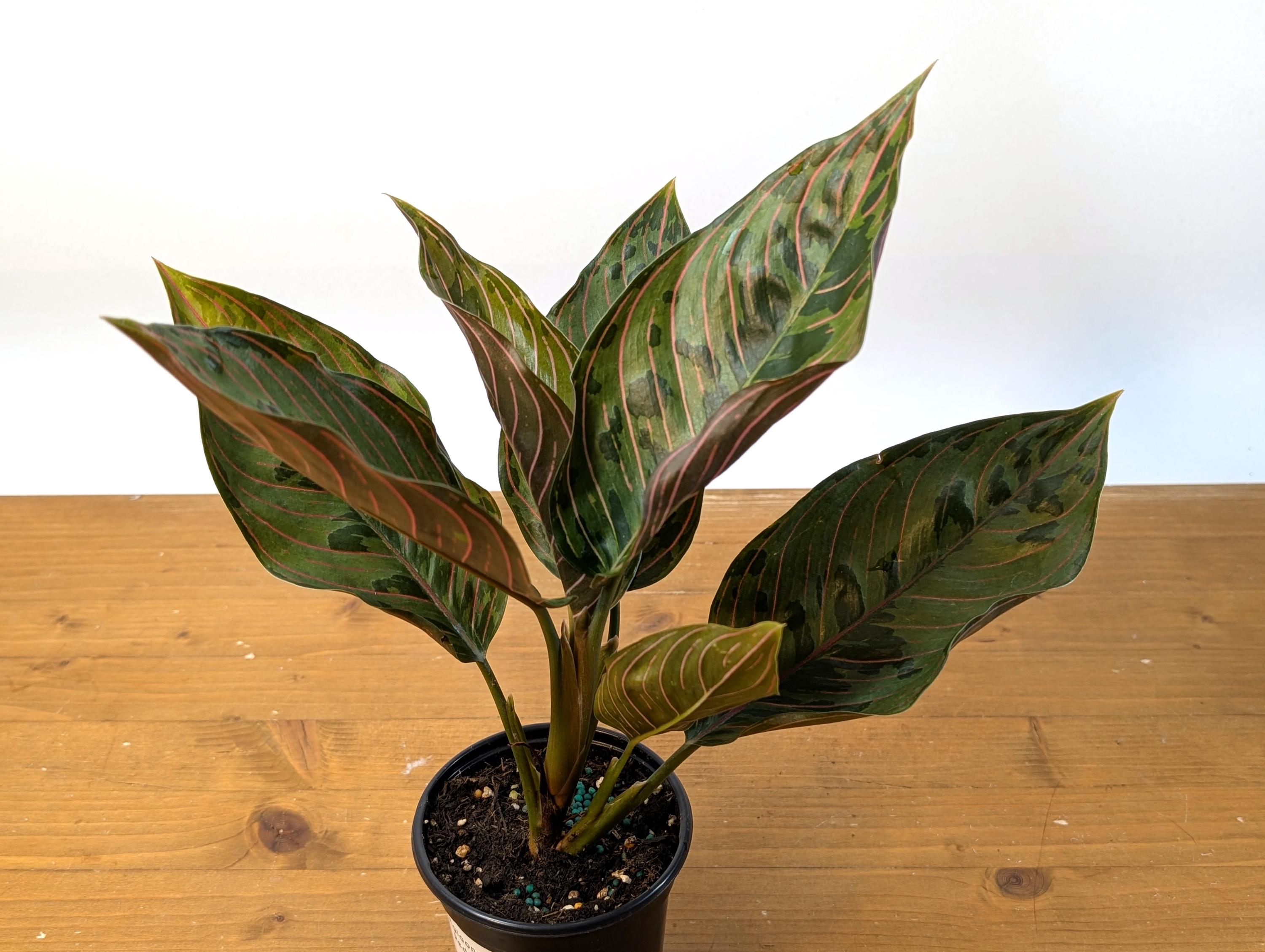 Aglaonema Red Army (Rotundum x Tricolor)