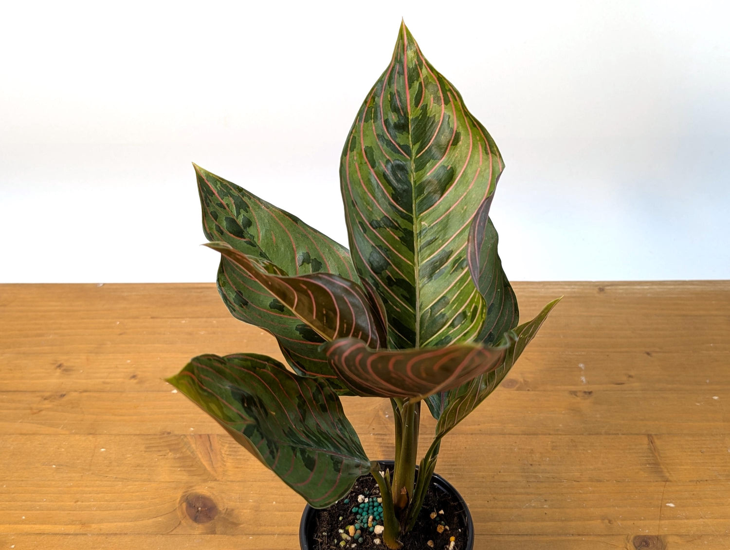 Aglaonema Red Army (Rotundum x Tricolor)
