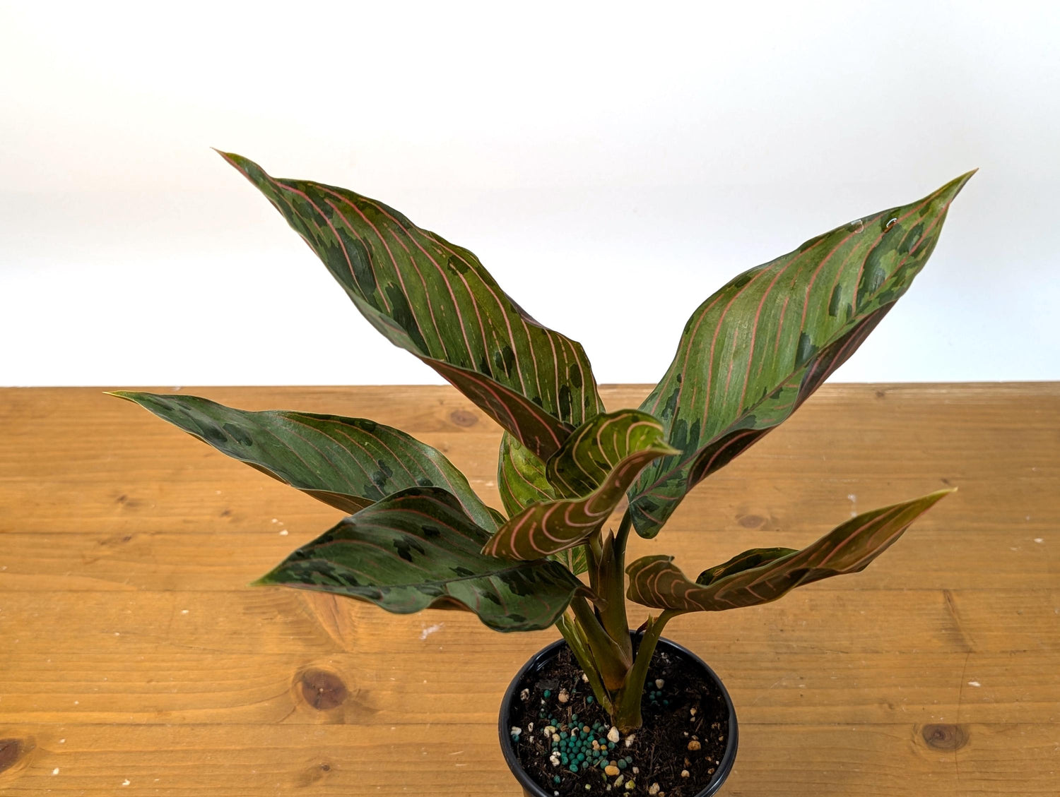 Aglaonema Red Army (Rotundum x Tricolor)