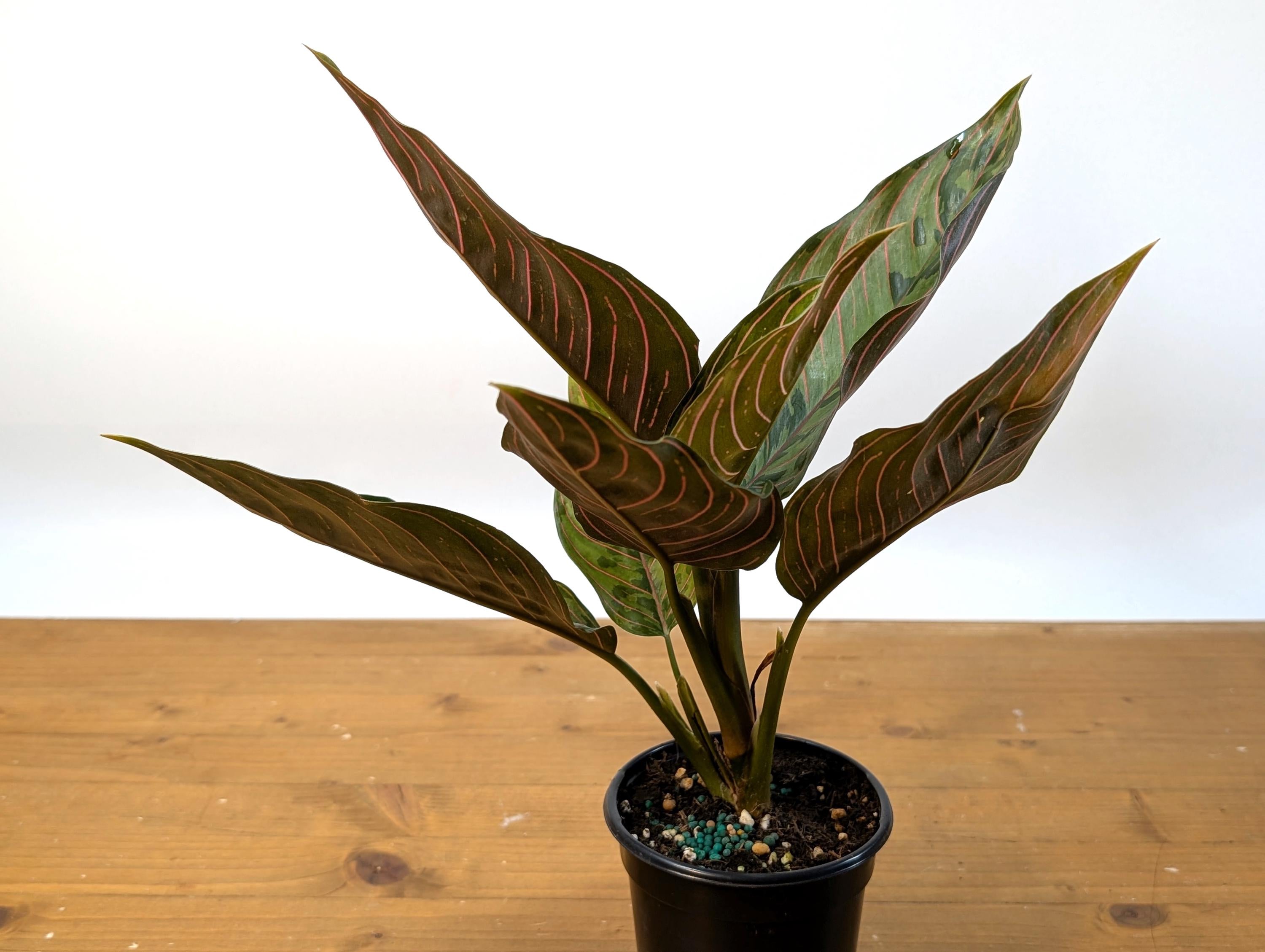 Aglaonema Red Army (Rotundum x Tricolor)