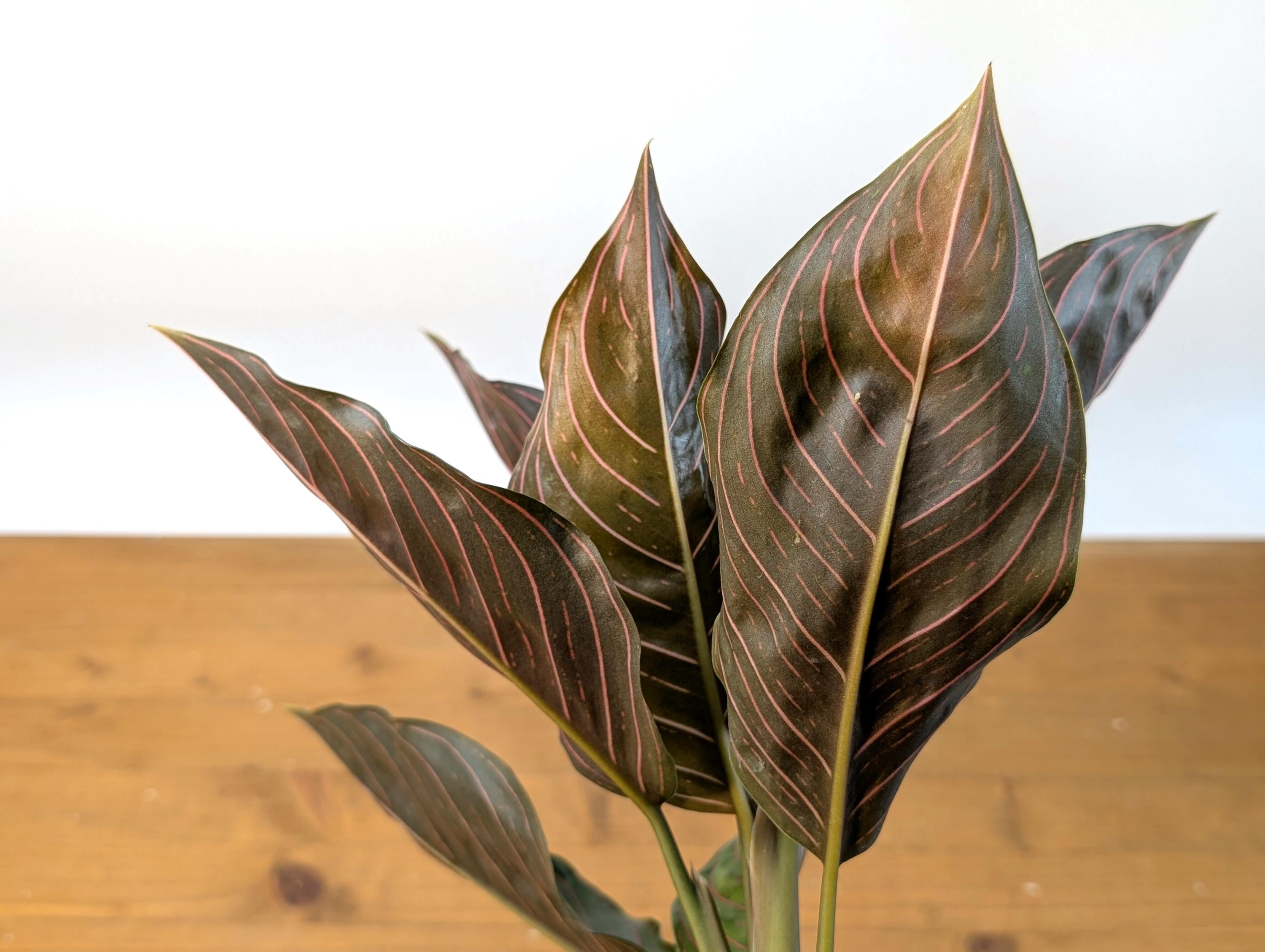 Aglaonema Red Army (Rotundum x Tricolor)