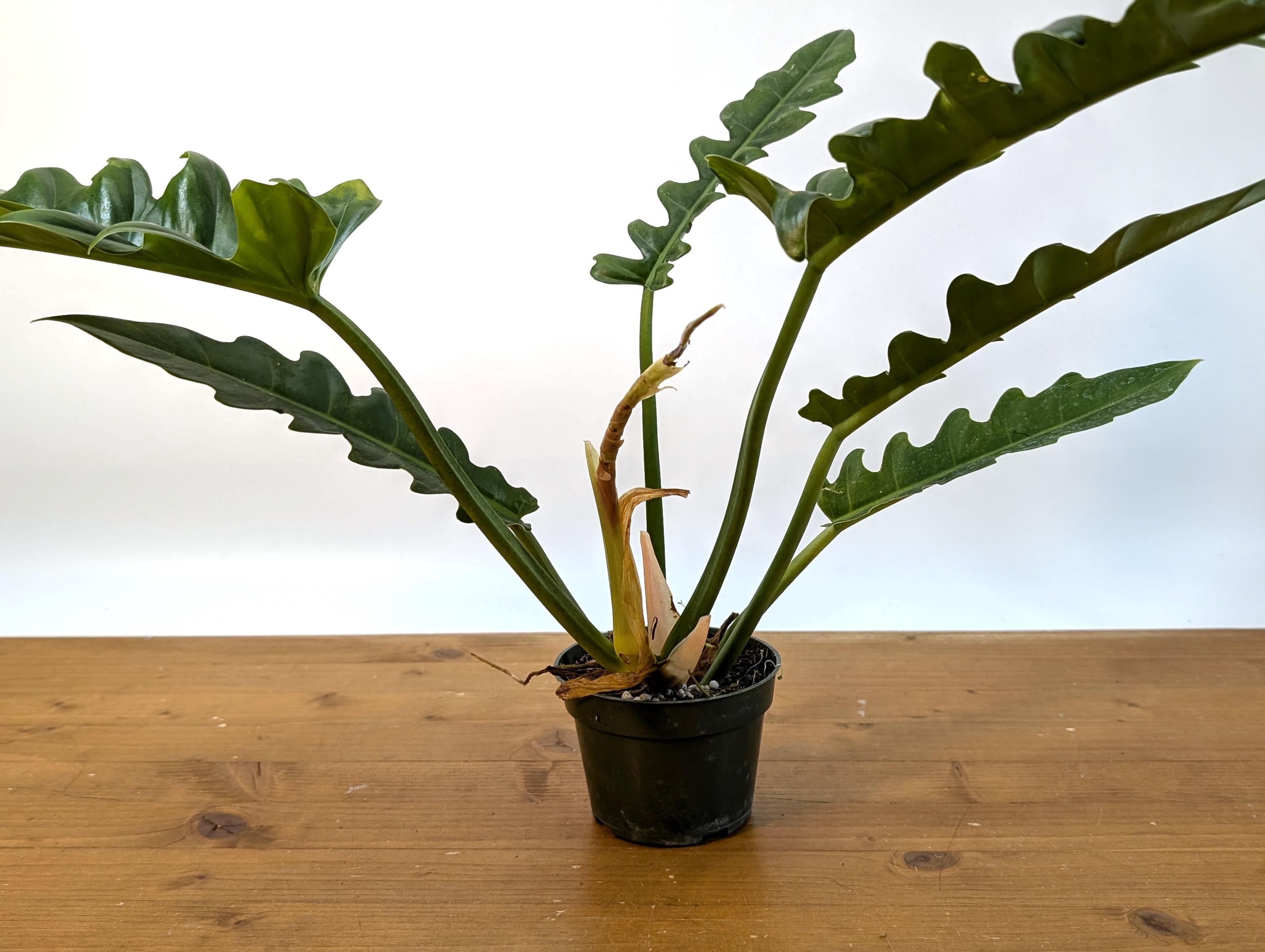 Philodendron Jungle Boogie (Narrow Escape)