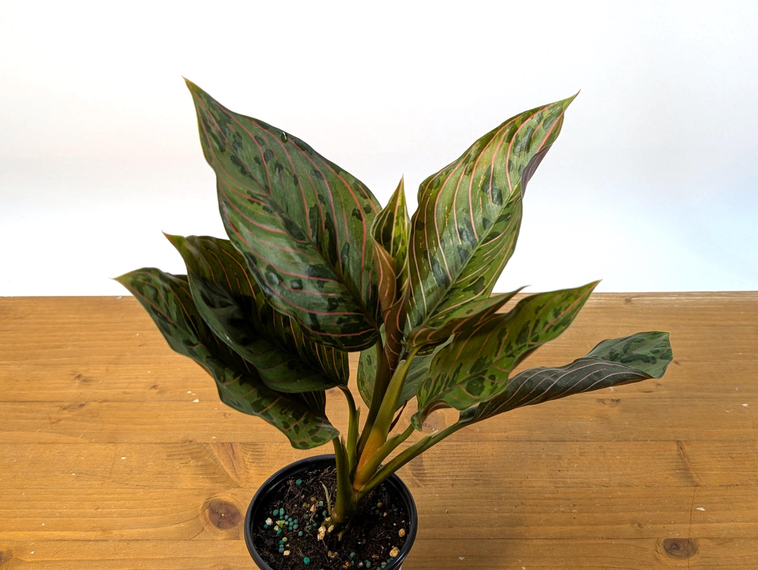 Aglaonema Red Army (Rotundum x Tricolor)