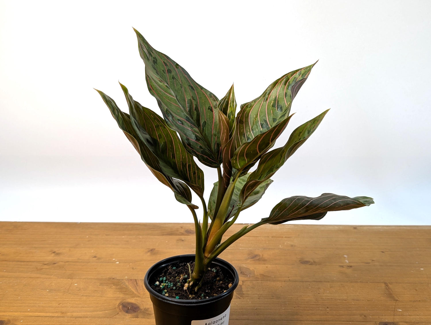 Aglaonema Red Army (Rotundum x Tricolor)