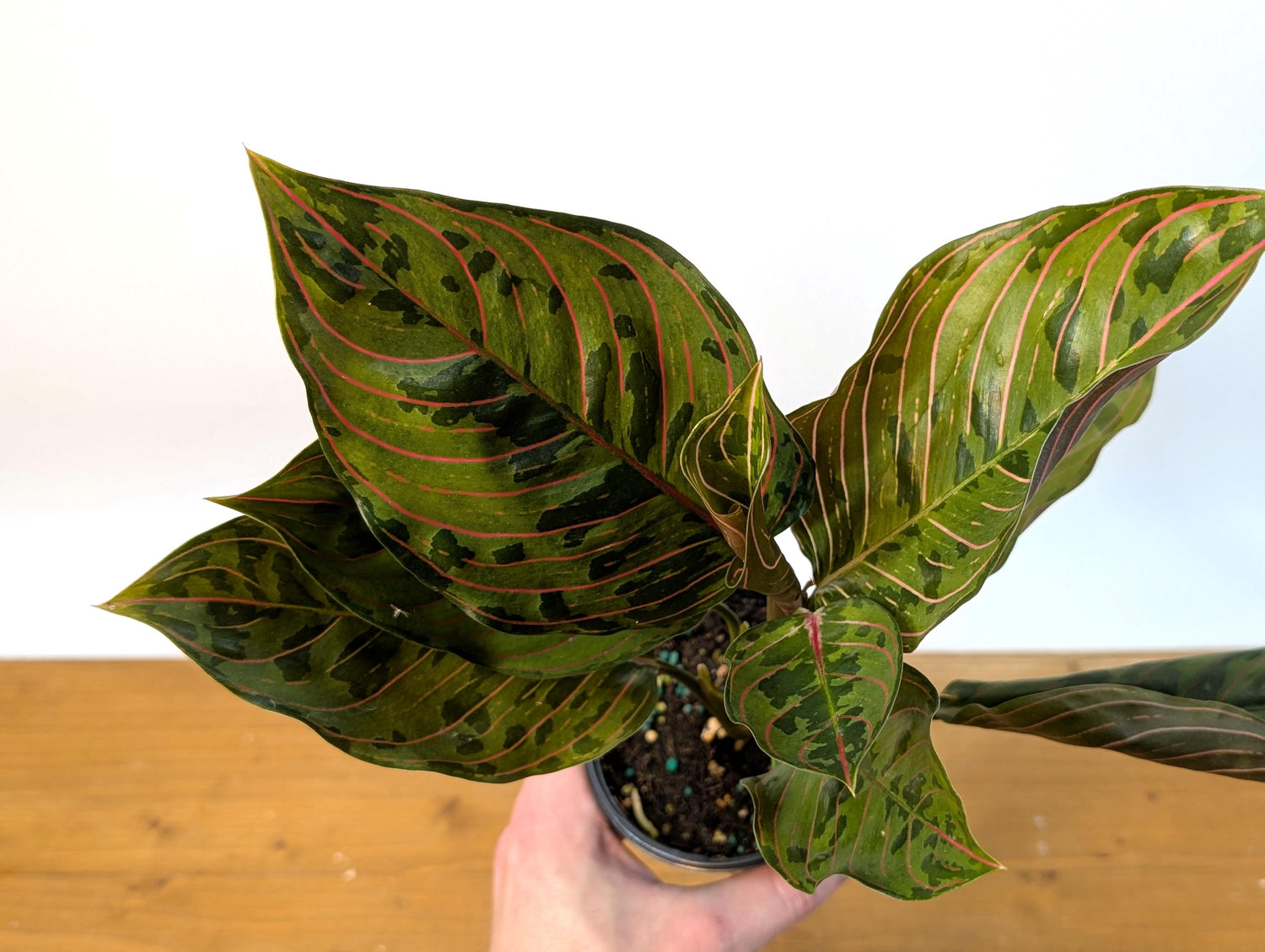 Aglaonema Red Army (Rotundum x Tricolor)
