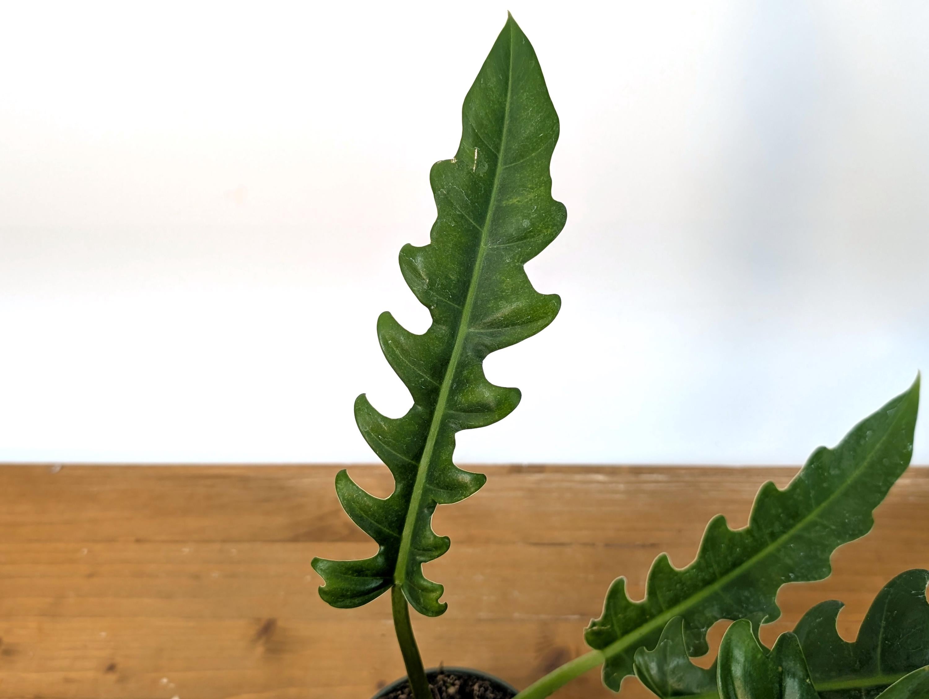 Philodendron Jungle Boogie (Narrow Escape)