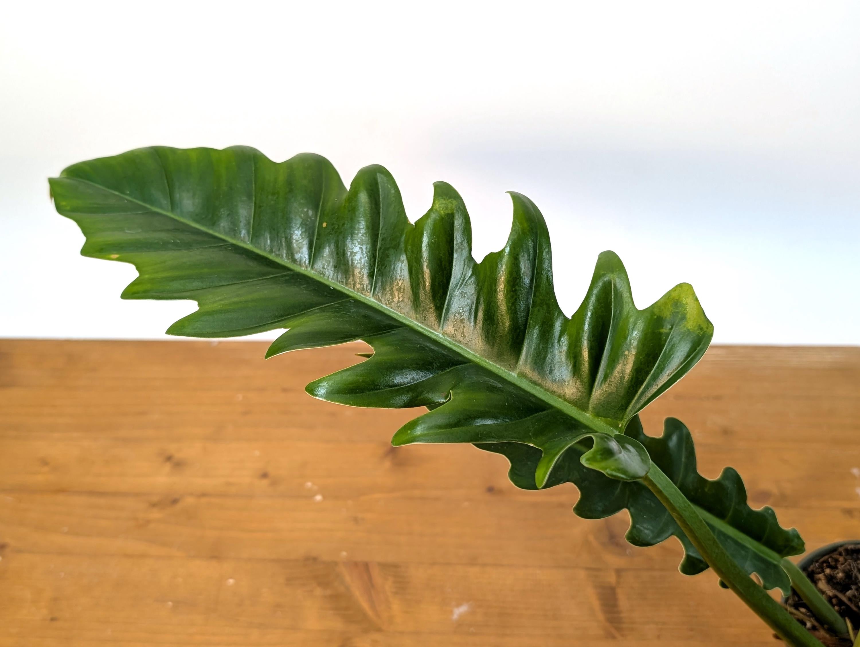Philodendron Jungle Boogie (Narrow Escape)
