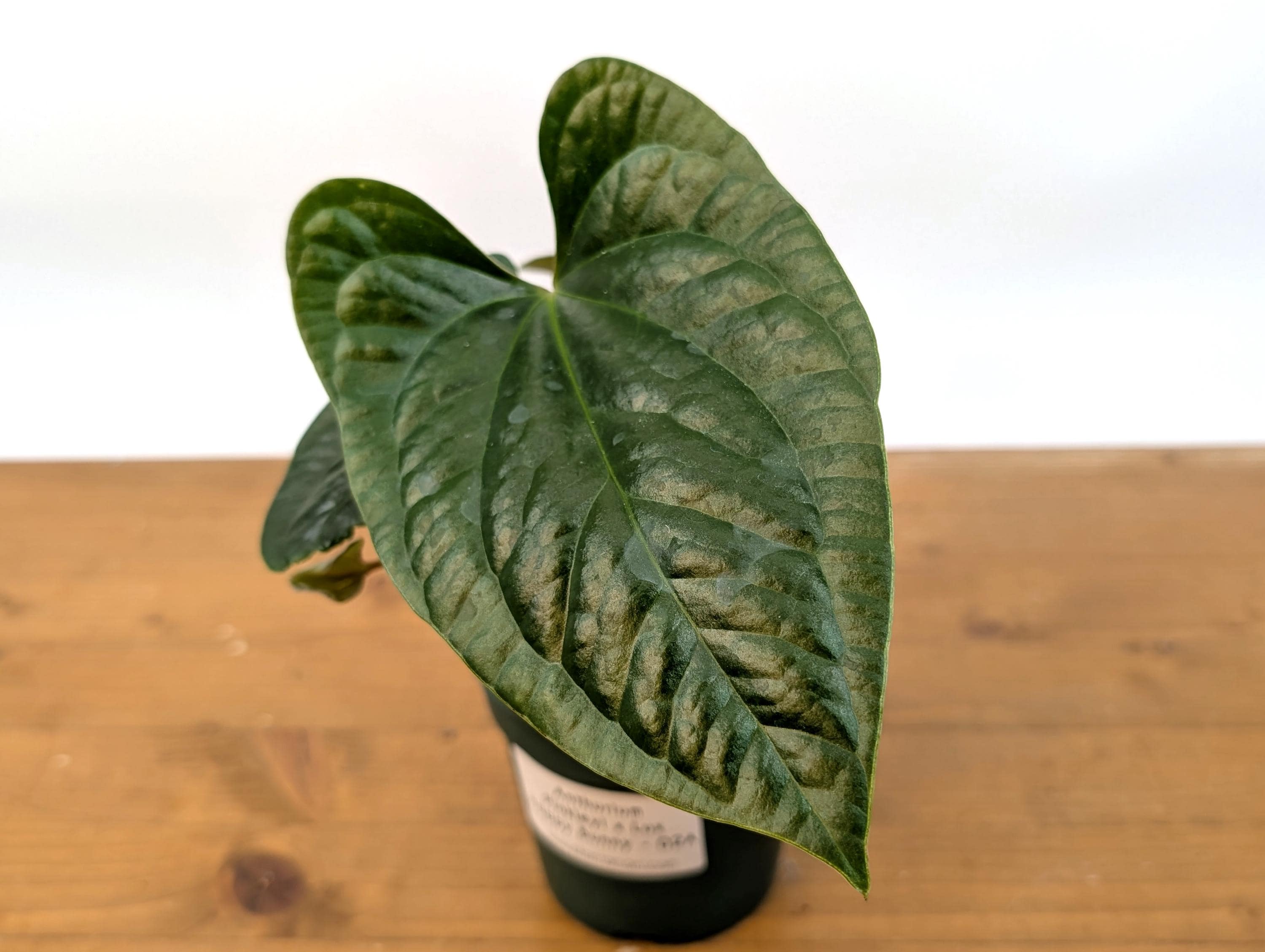 Anthurium Pinkleyi x Luxurians &